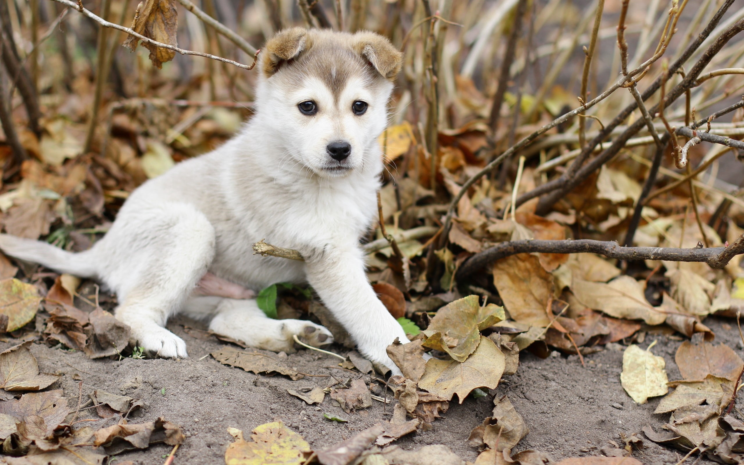 friendship, leaf, white, cute, brown, looking at camera, 2K, land, siberian Husky, sable, fur, purebred Dog, looking, animal themes, young Animal, small, HD Wallpaper
