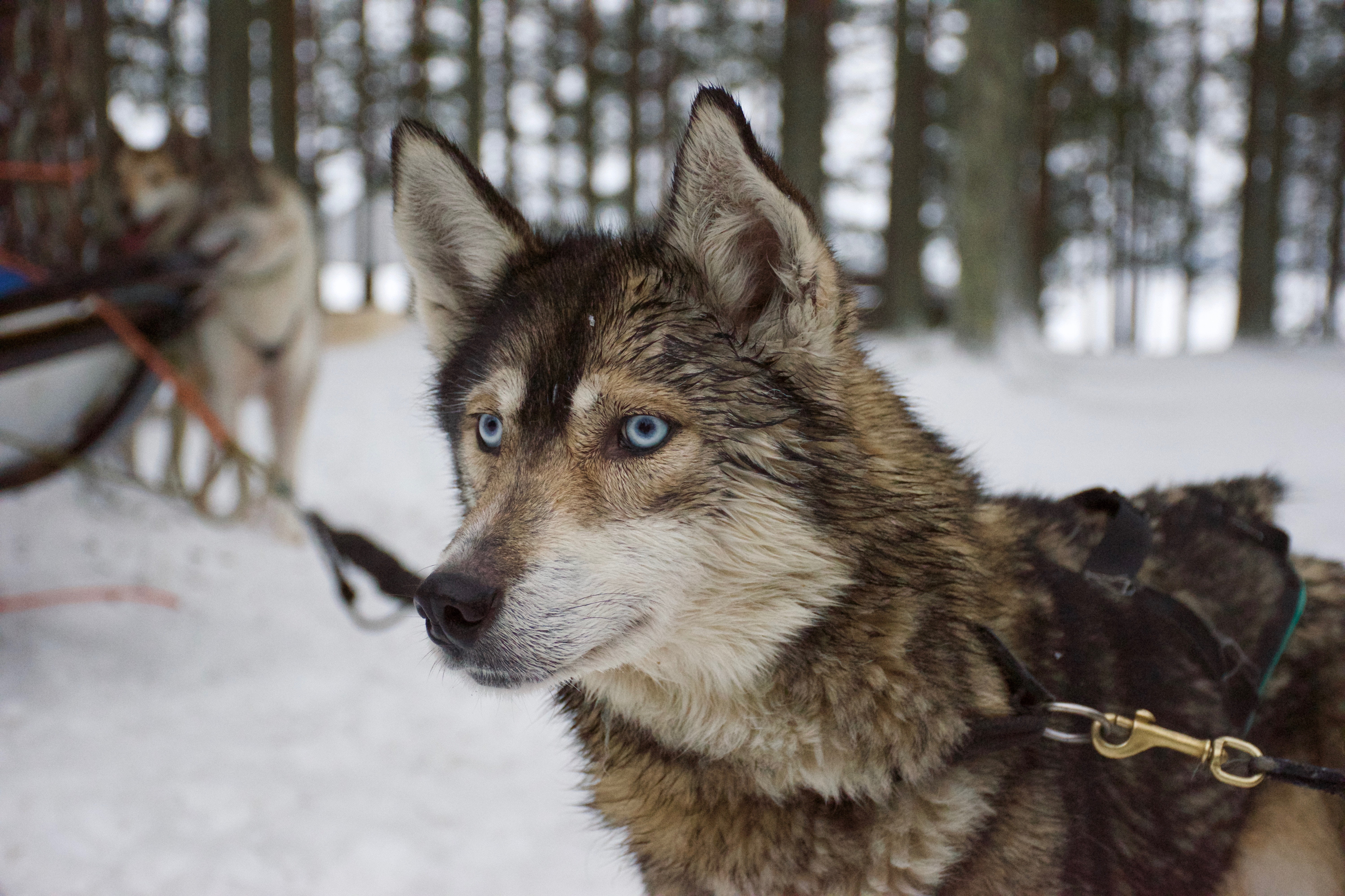 dog, sled Dog, vertebrate, fur, looking away, husky, canine, white, forest, one animal, domestic Animals, animal, wolf, siberian Husky, shepherd, sable, HD Wallpaper