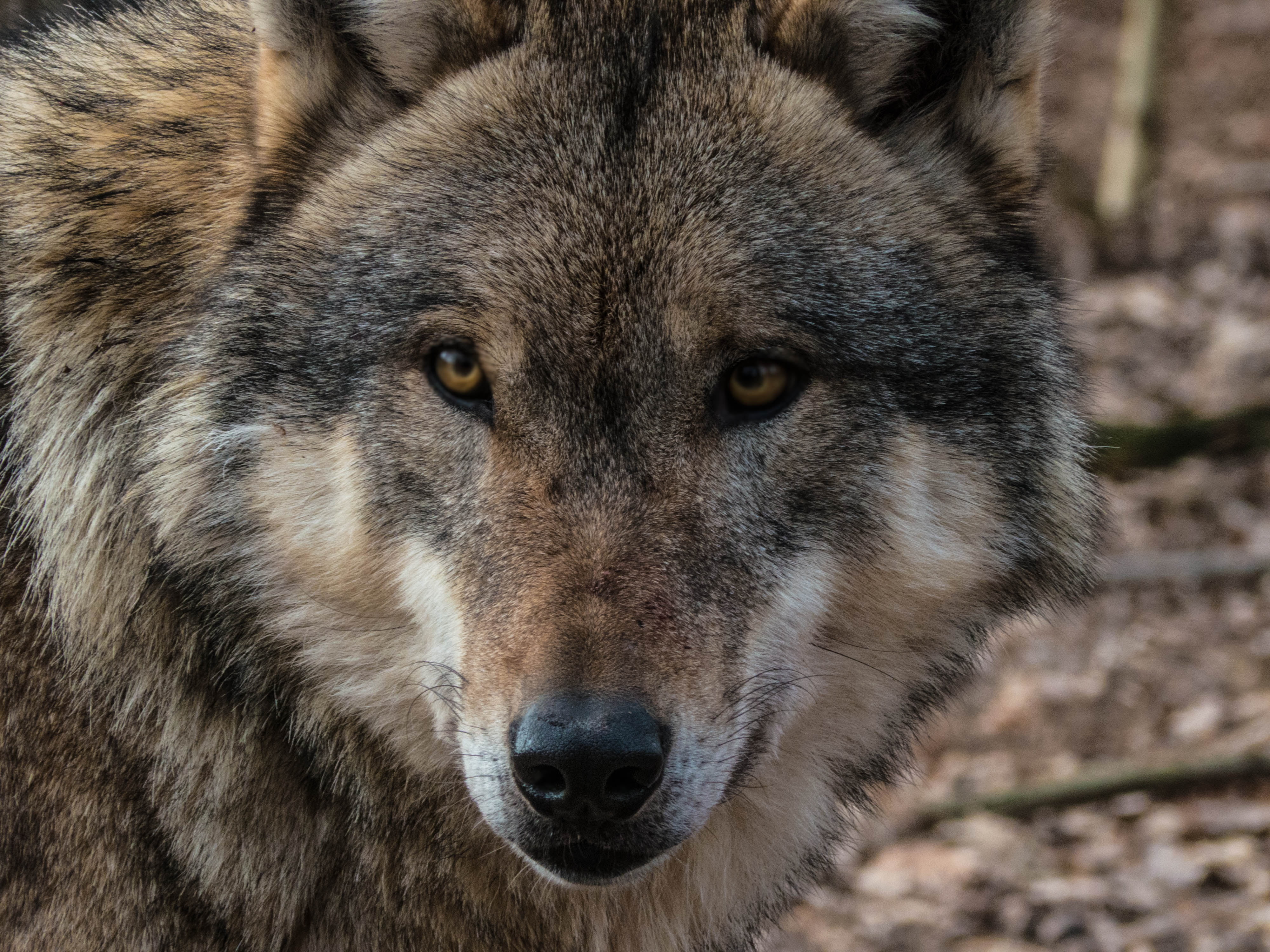 animal wildlife, vertebrate, sable, one animal, animal body part, outdoors, day, adult, close-up, portrait, no people, predator, animal eye, wolfdog, look, HD Wallpaper