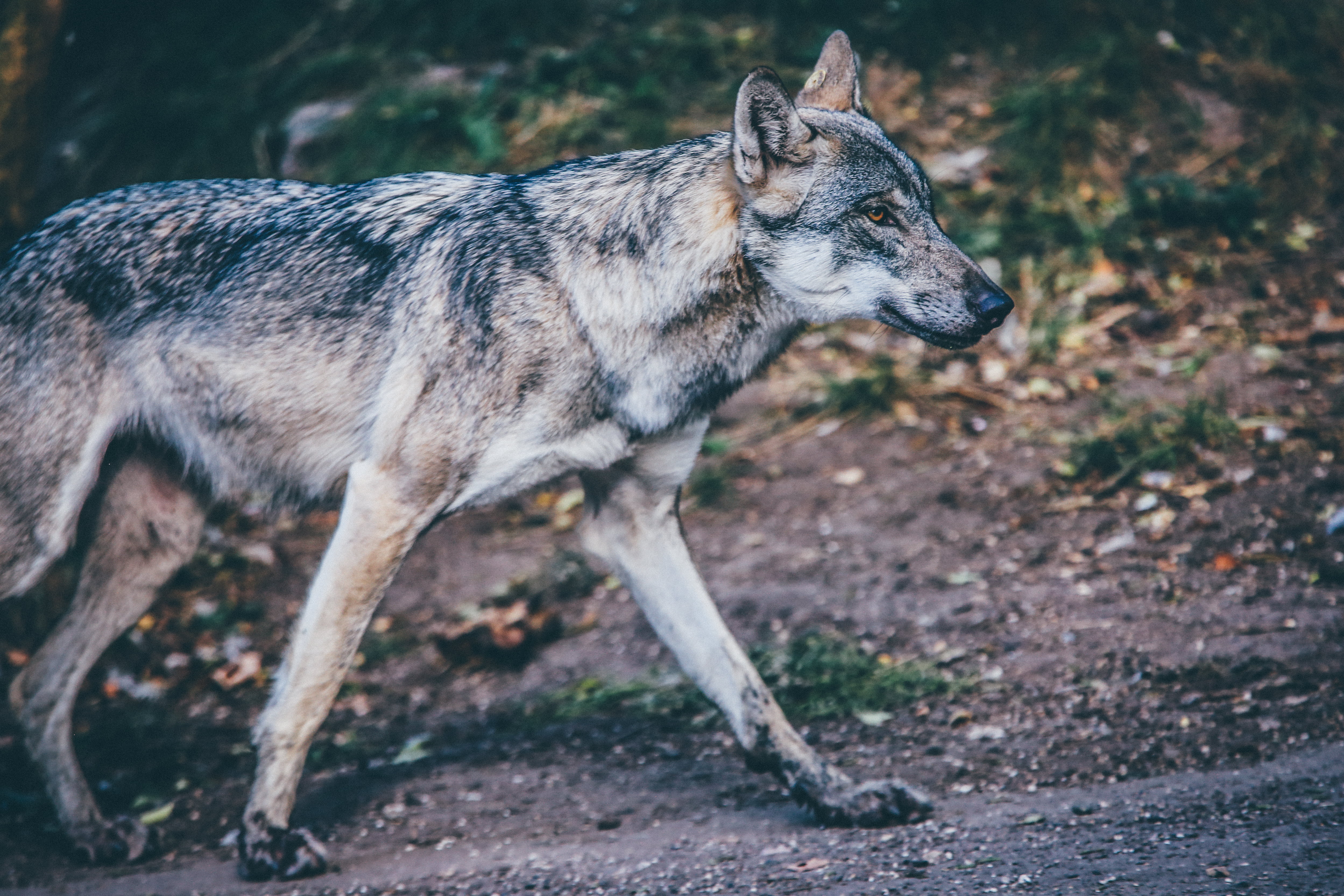 one animal, short, focus on foreground, herbivorous, animal, fur, domestic animals, sable, wildlife, 4K, standing, gray Wolf, pets, outdoors, coated, animal wildlife, HD Wallpaper
