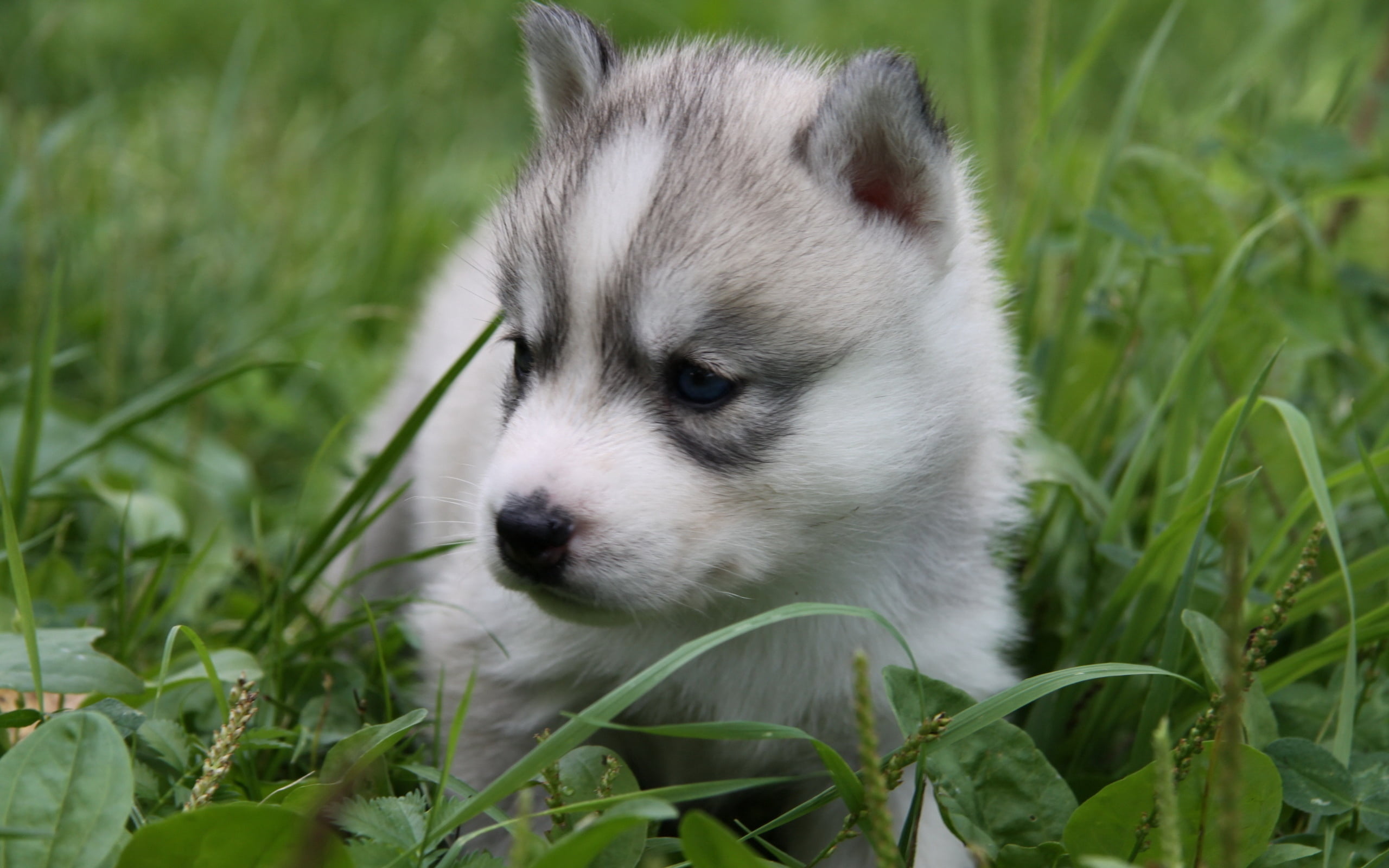 young Animal, animal body part, 2K, canine, siberian Husky, small, vertebrate, close-up, sitting, cute, snout, human Face, plant, whisker, brown, domestic, HD Wallpaper