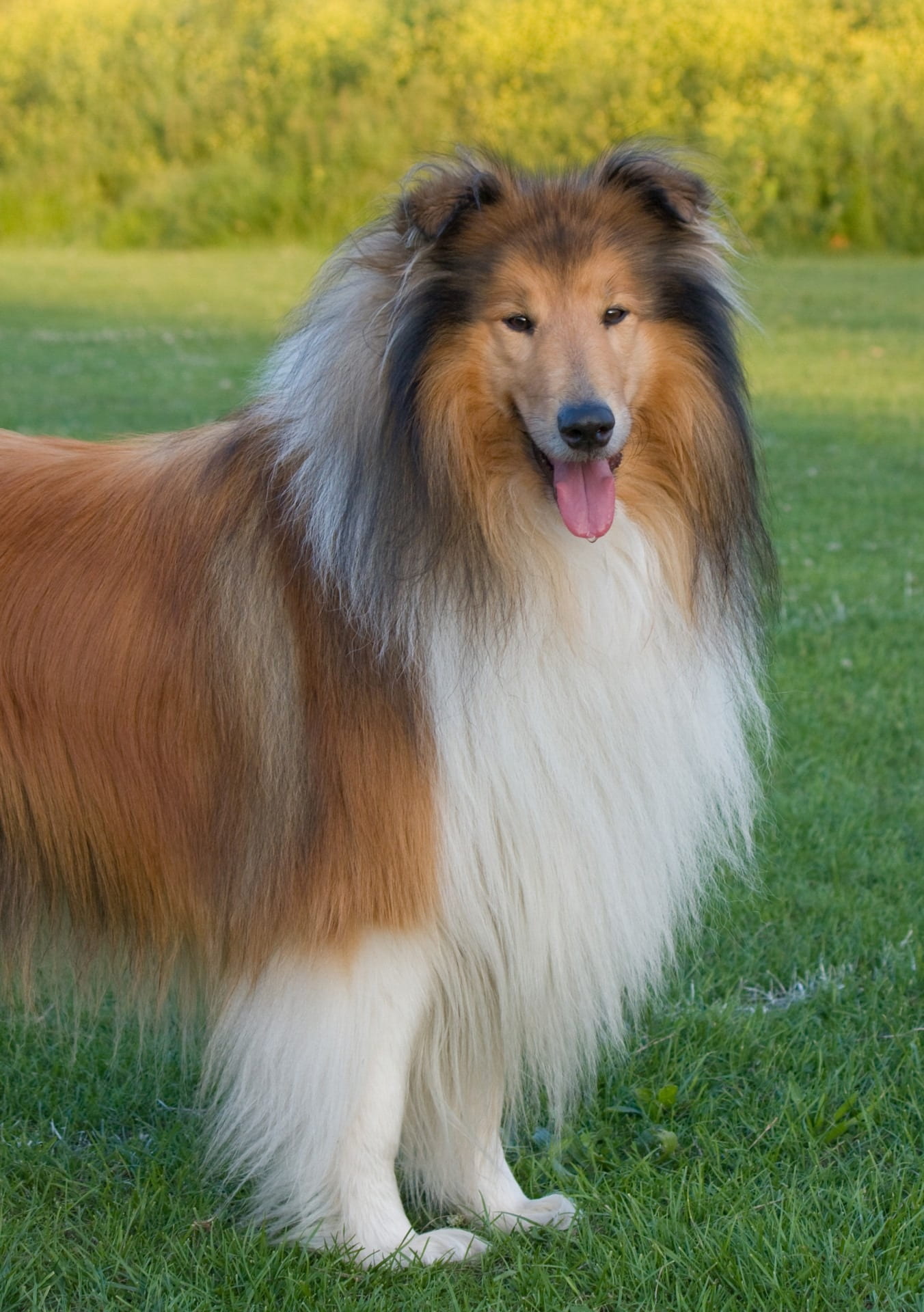 green, lassie, rough, portrait, no people, plant, adult, pet, breed, white, beautiful, vertebrate, animal mouth, mammal, close-up, outdoors, collie, canine, Phone HD Wallpaper