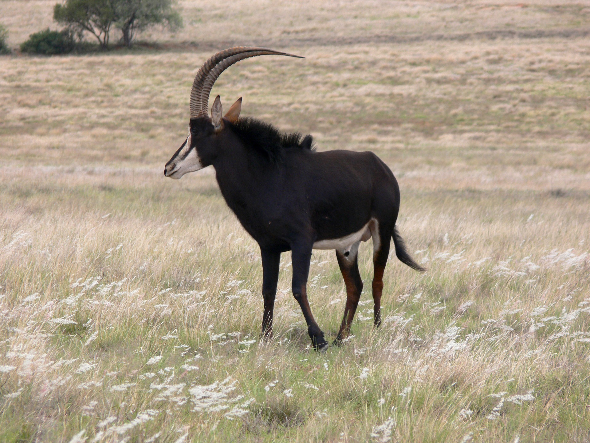 herbivorous, domestic, one animal, game, animals in the wild, outdoors, horn, wild, no people, grass, curved, animal themes, field, plant, buck, black color, HD Wallpaper