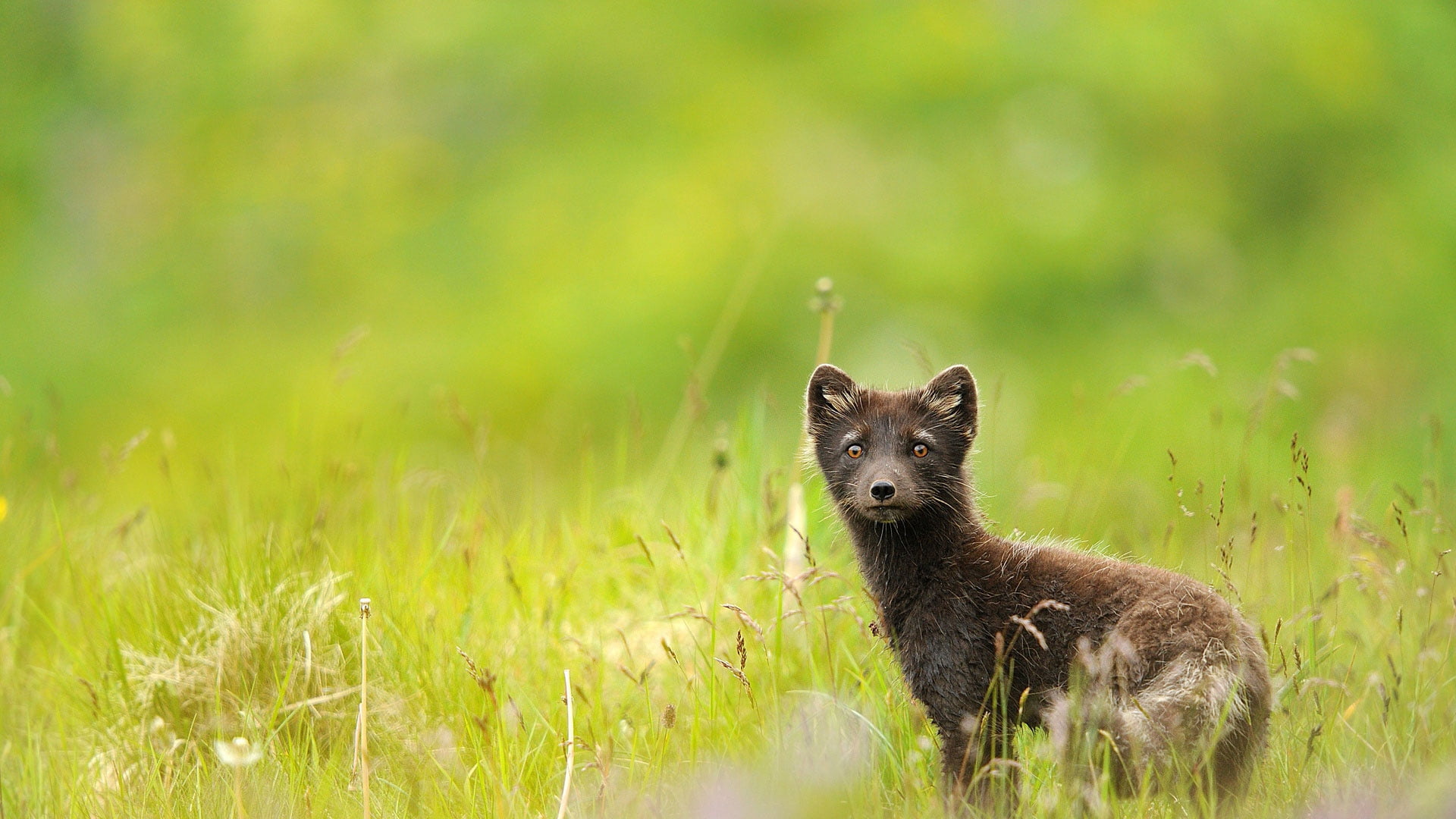 pets, animal wildlife, animal, vertebrate, survival, brown, portrait, grass, forest, animals In The Wild, selective focus, 1080P, black, day, dandelions, HD Wallpaper