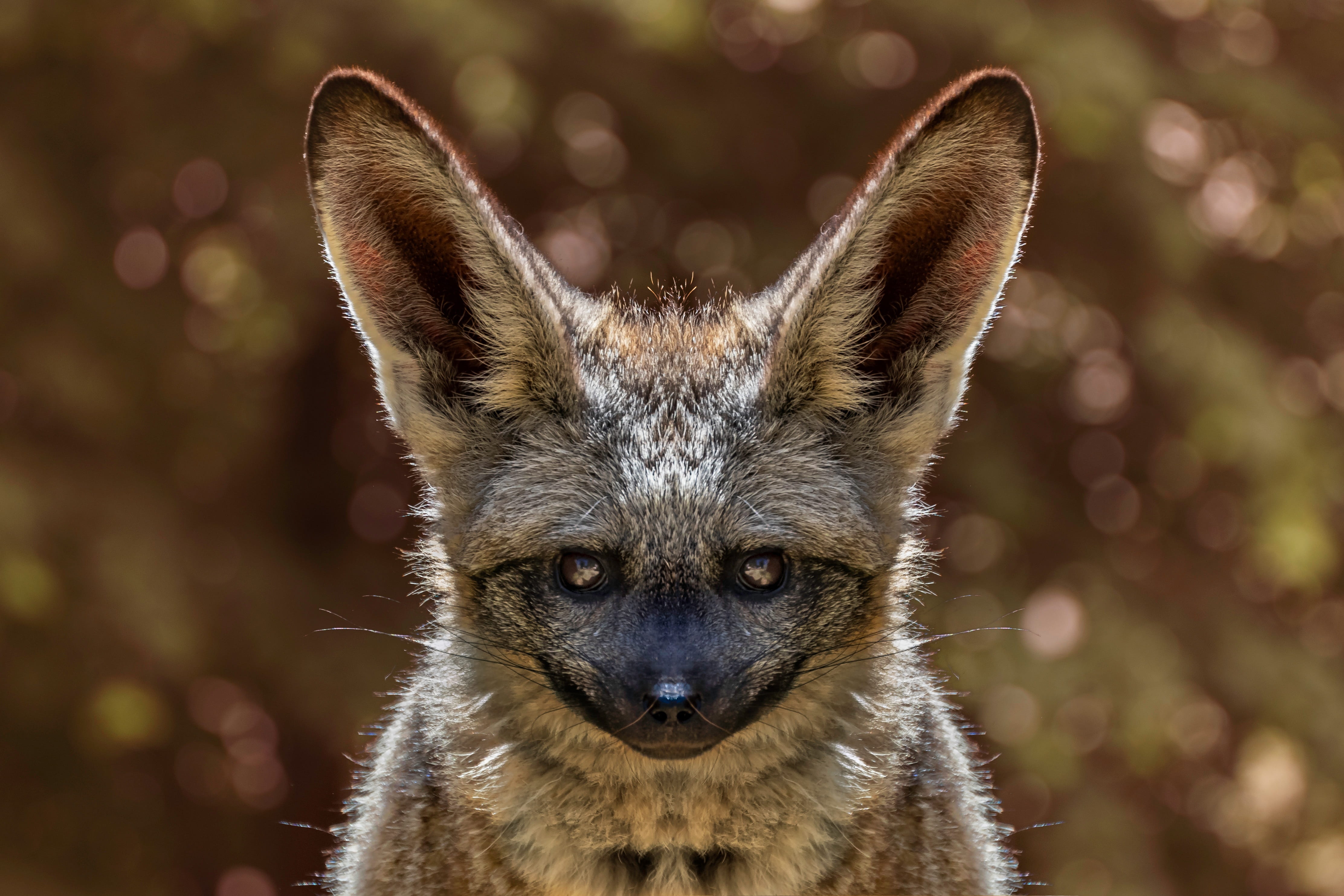 animal eye, 4K, no people, close-up, outdoors, animal ear, fennec, portrait, cute, zoo, small, land, nature, animals in the wild, color, animal wildlife, HD Wallpaper