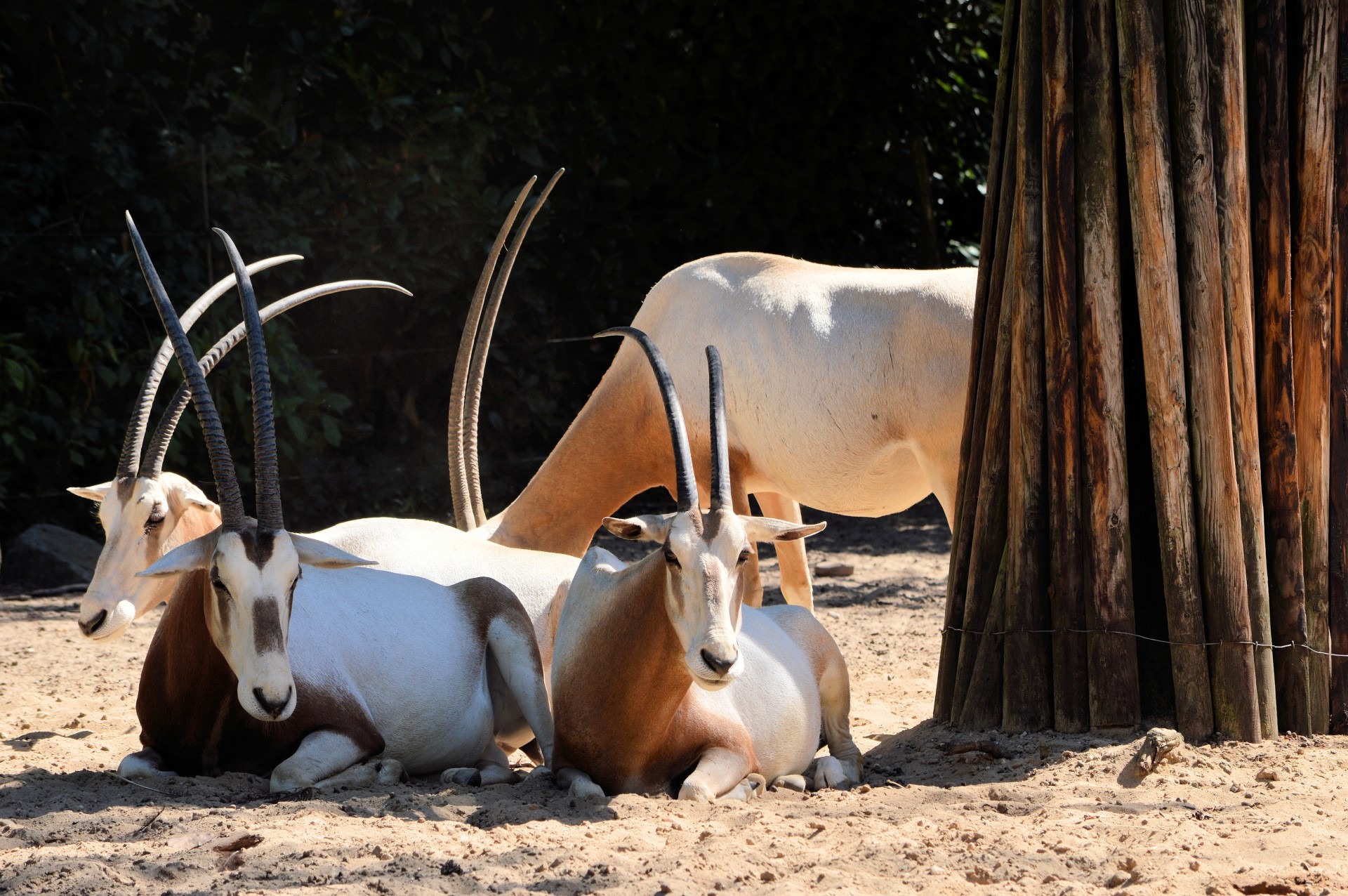 zoology, antelope, sunlight, resting, plant, wilderness, environment, domestic animals, domestic, group of animals, wild, animal wildlife, relaxation, pets, HD Wallpaper