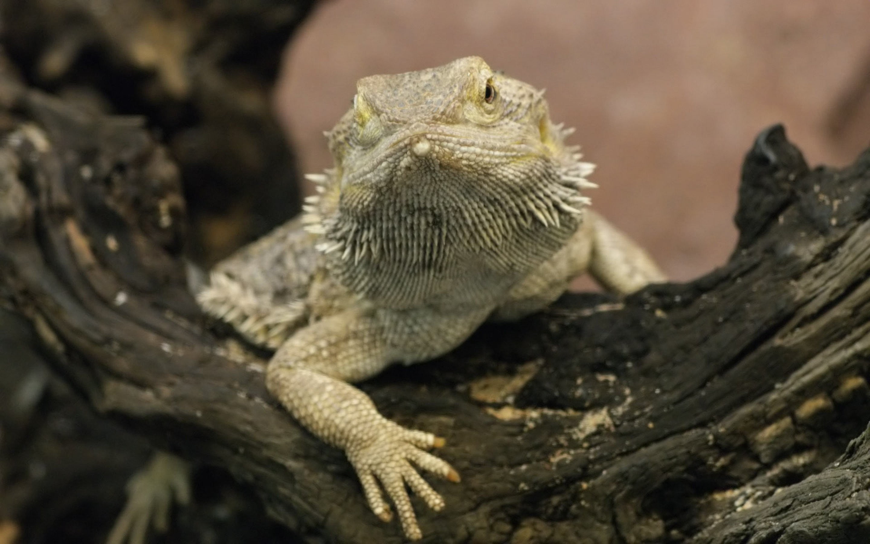 mouth open, day, rock - object, animals in the wild, lizards, animal wildlife, focus on foreground, vertebrate, nature, branch, animal body part, 2K, lizard, HD Wallpaper