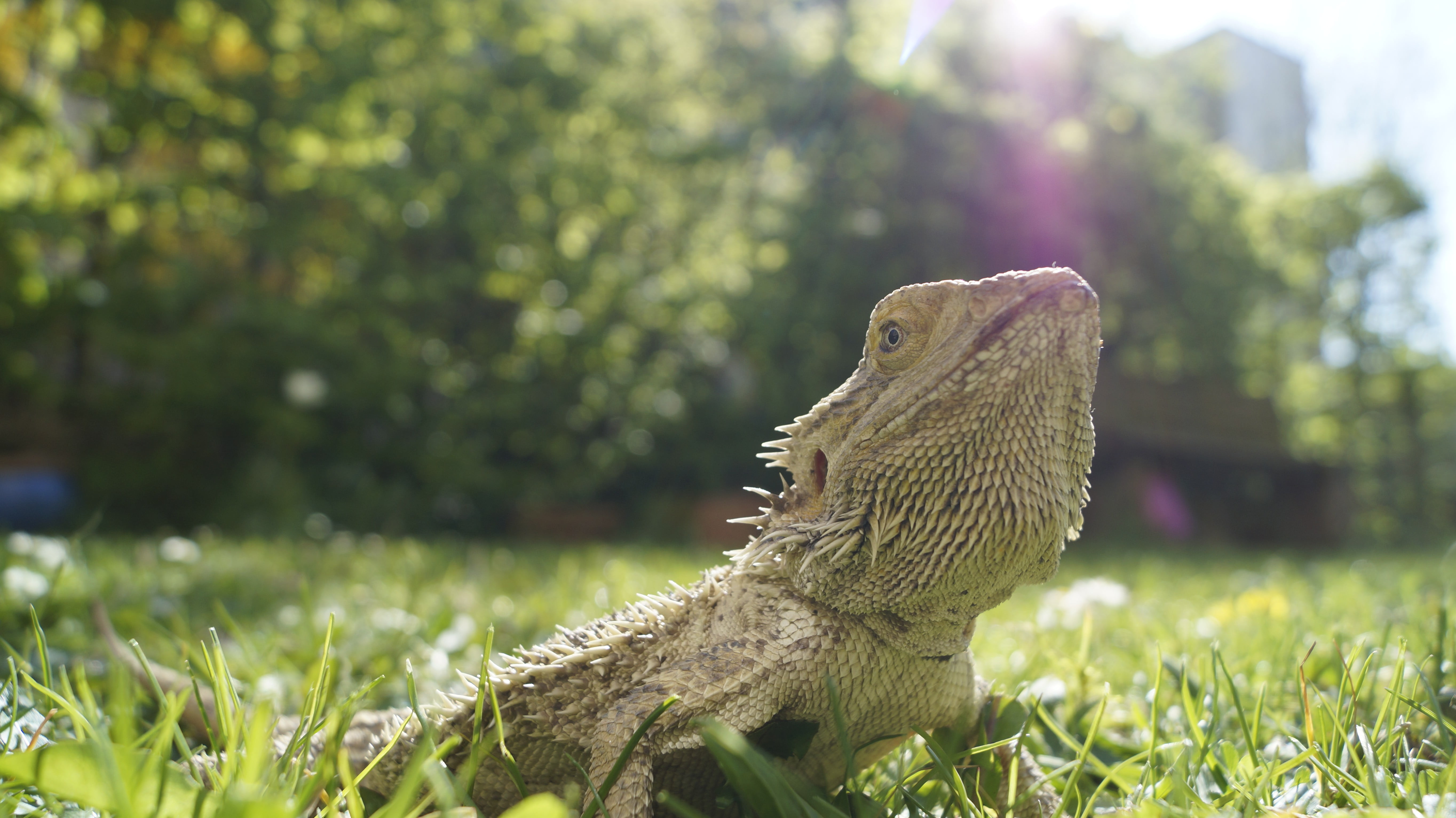 iguana, animal body part, nature, grass, close-up, focus on foreground, no people, animal wildlife, closeup, animal scale, day, mouth open, animals in the wild, HD Wallpaper