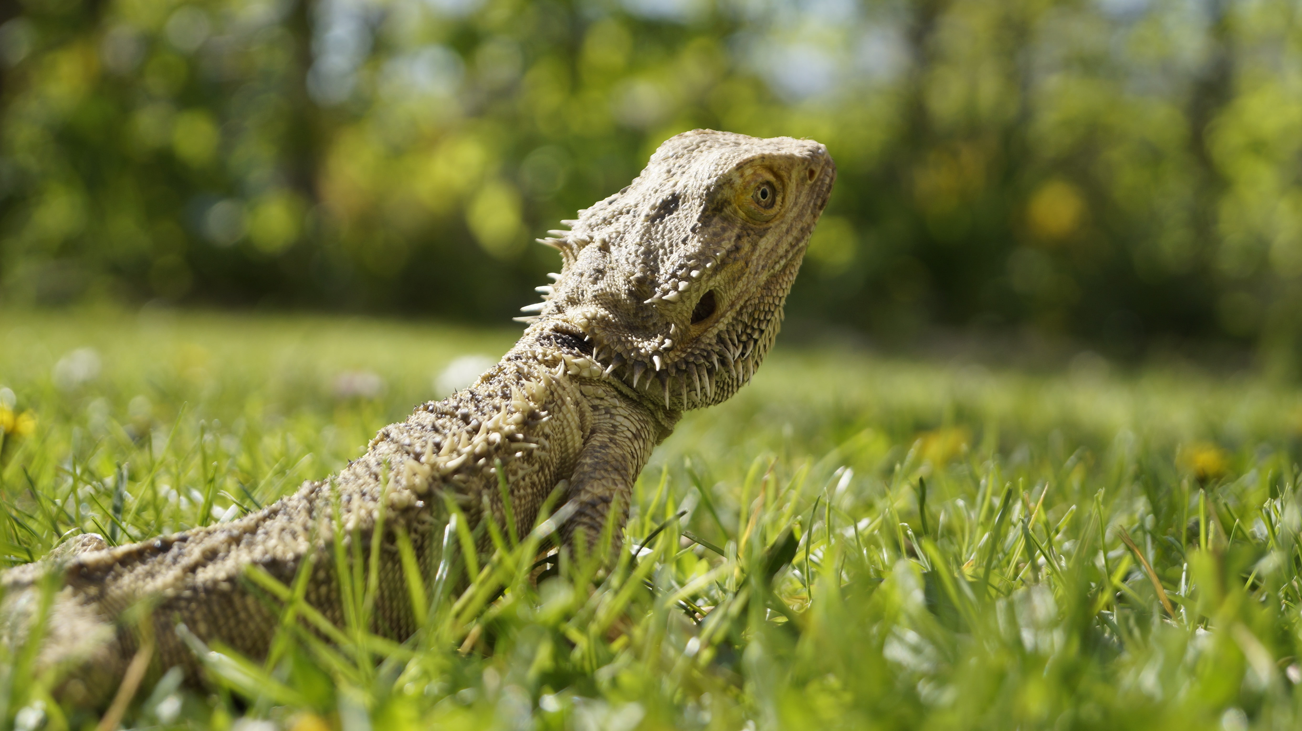 Bearded Dragon, 5K, closeup, grass, optical flares, Sun, HD Wallpaper