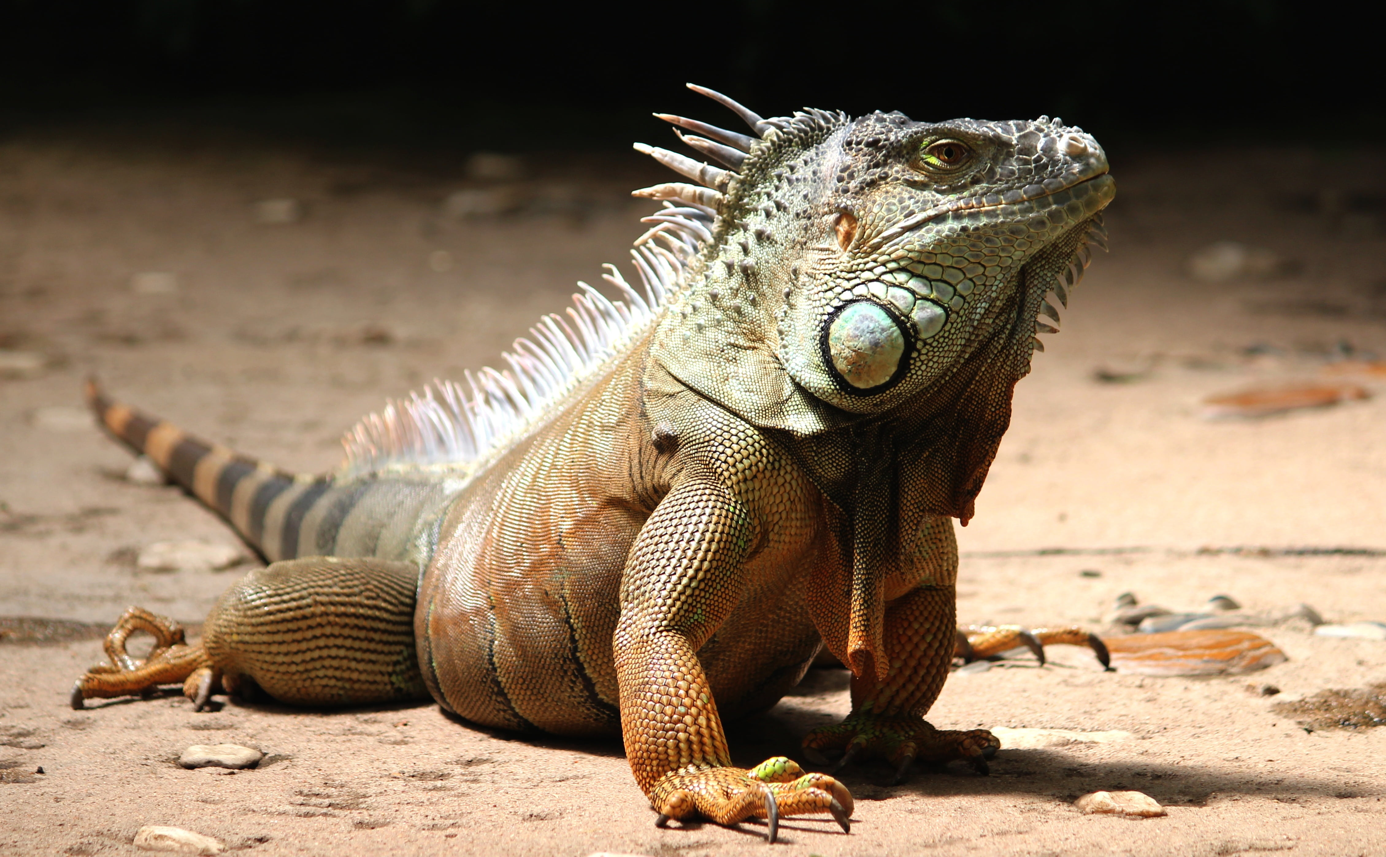 animal wildlife, outdoors, scale, terraristik, day, mouth open, close, nature, reptile, animal, watch, exot, 4K, focus on foreground, land, close-up, dragon, HD Wallpaper