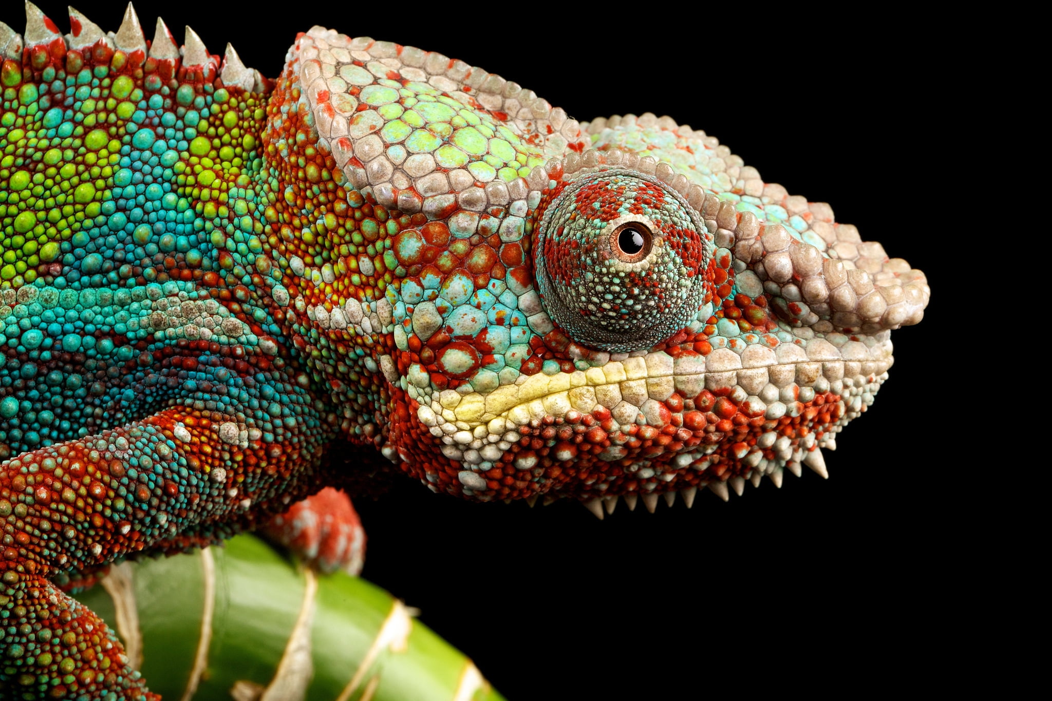 white Background, multicolored, look, animal head, macro, animal eye, animal, side view, wildlife, studio Shot, vertebrate, black background, reptiles, HD Wallpaper