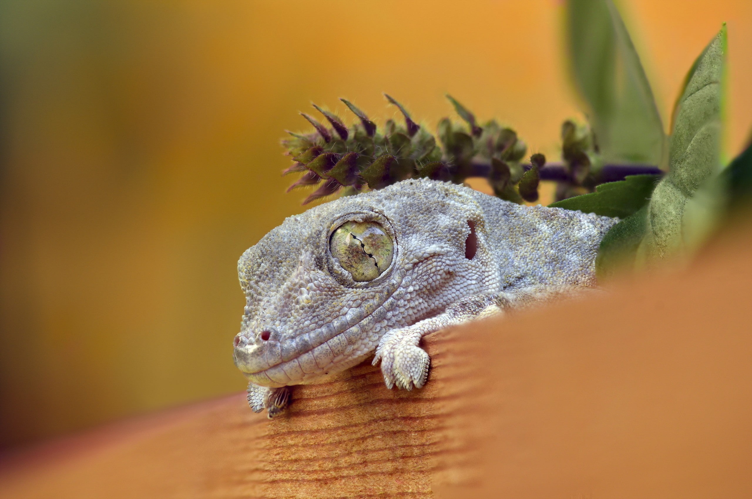 day, green color, animal, lizards, animals in the wild, close-up, animal head, looking away, bearded dragon, animals, animal body part, 2K, looking, nature, HD Wallpaper