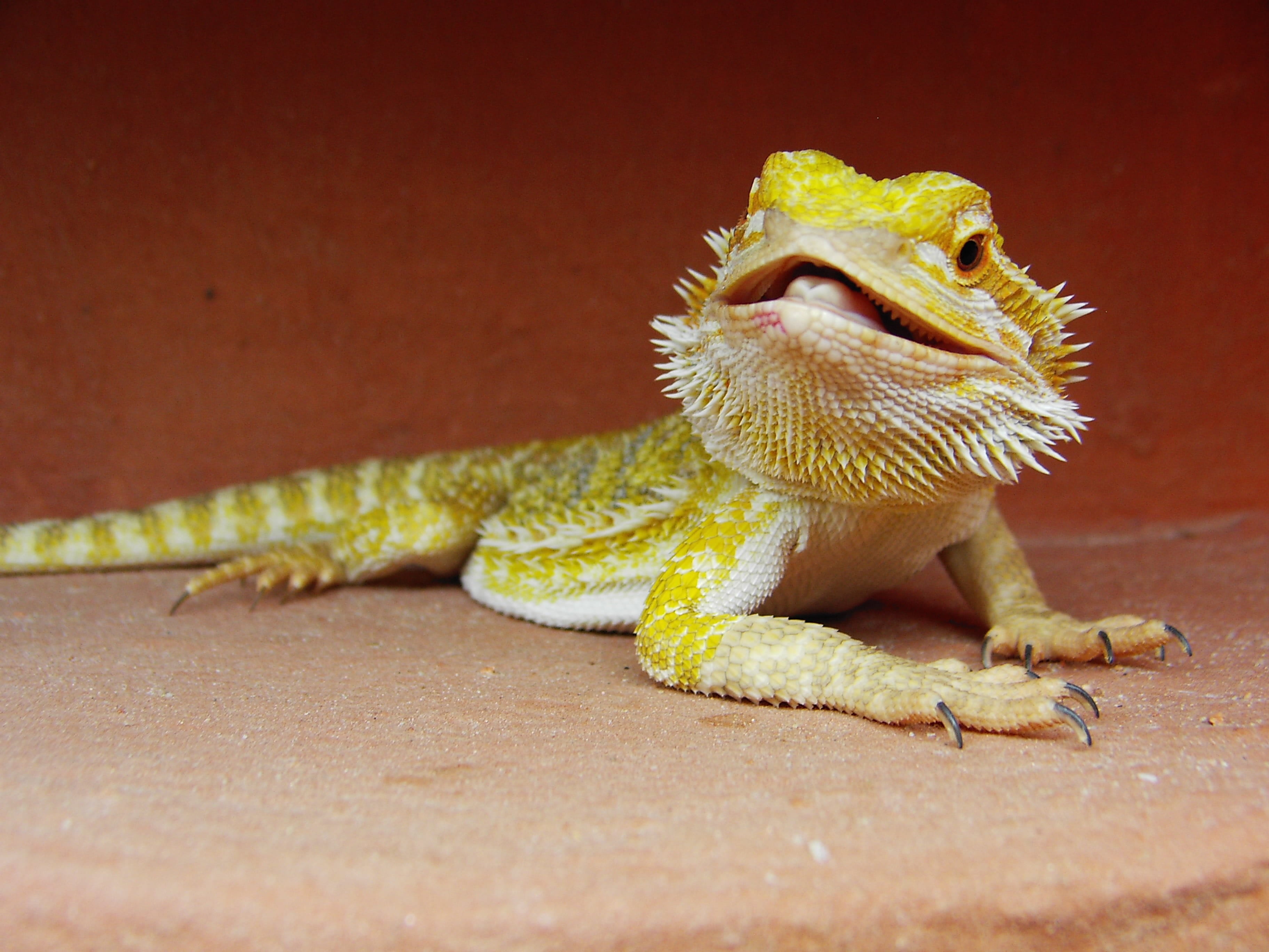 dragon, bearded, day, zoology, close-up, sand, mouth, land, outdoors, animal wildlife, lizard, animal body part, 2K, one animal, pogona vitticeps, vertebrate, HD Wallpaper