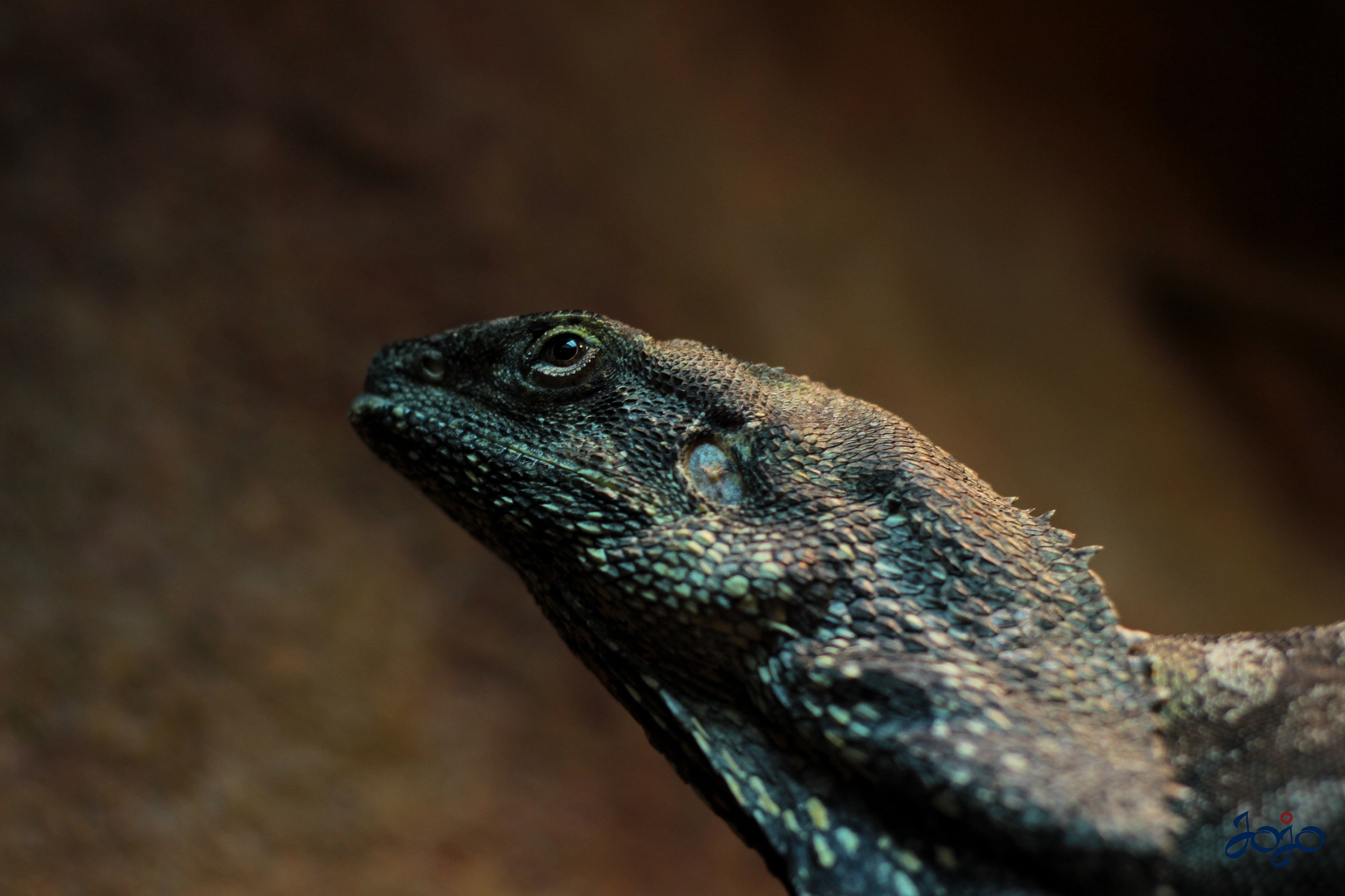 vertebrate, animal body part, no people, close-up, looking away, animal eye, 2K, looking, animals, animals in the wild, bearded dragon, animal themes, HD Wallpaper