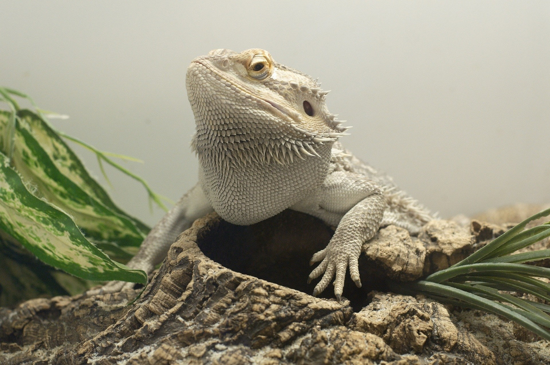 bearded, lizard, nature, wildlife, reptile, dragon, 1080P, HD Wallpaper