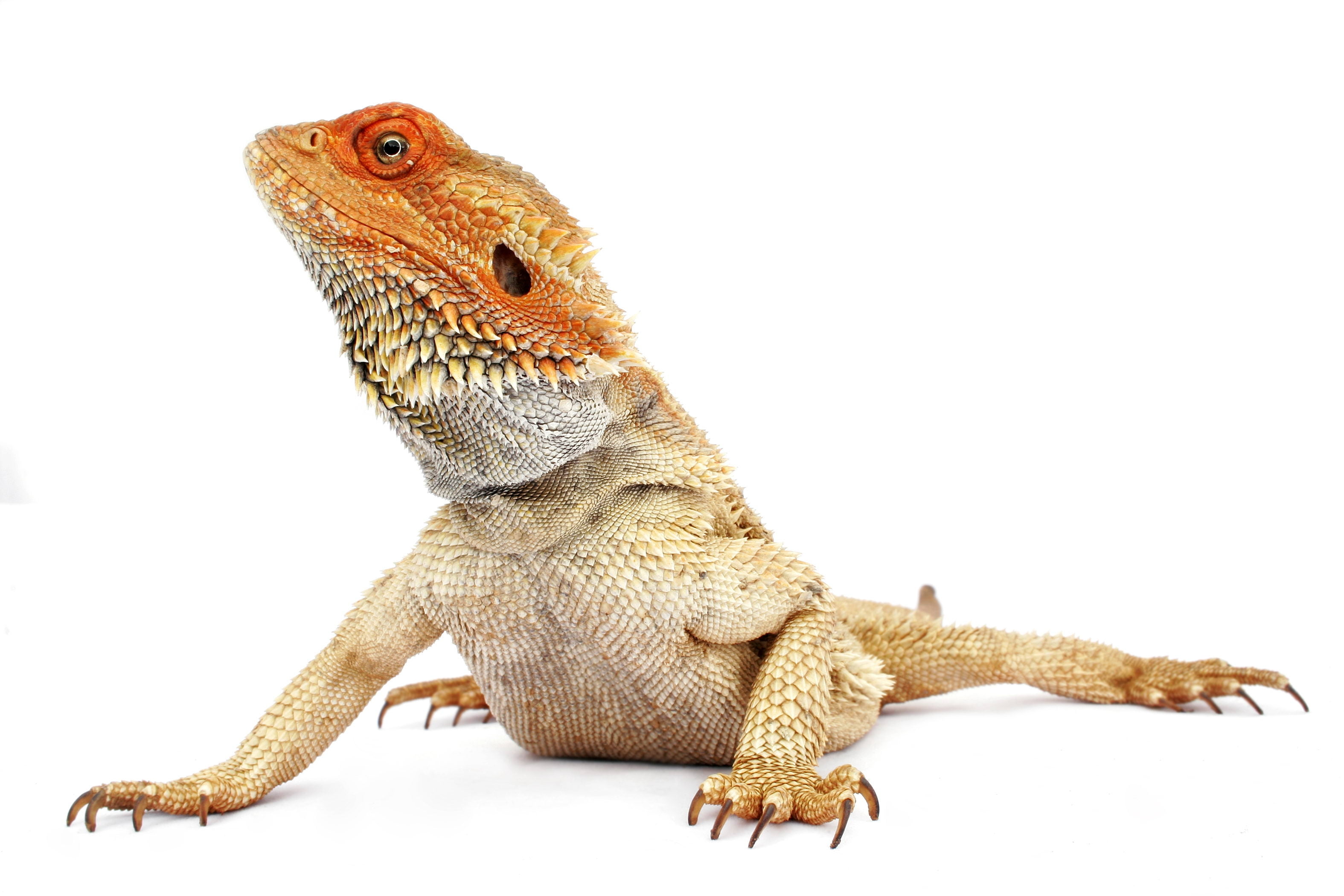 carnivore, indoors, animal Scale, nature, side View, wildlife, bearded, brown, isolated, one Animal, vertebrate, animal, dragon, white Background, animal body part, HD Wallpaper