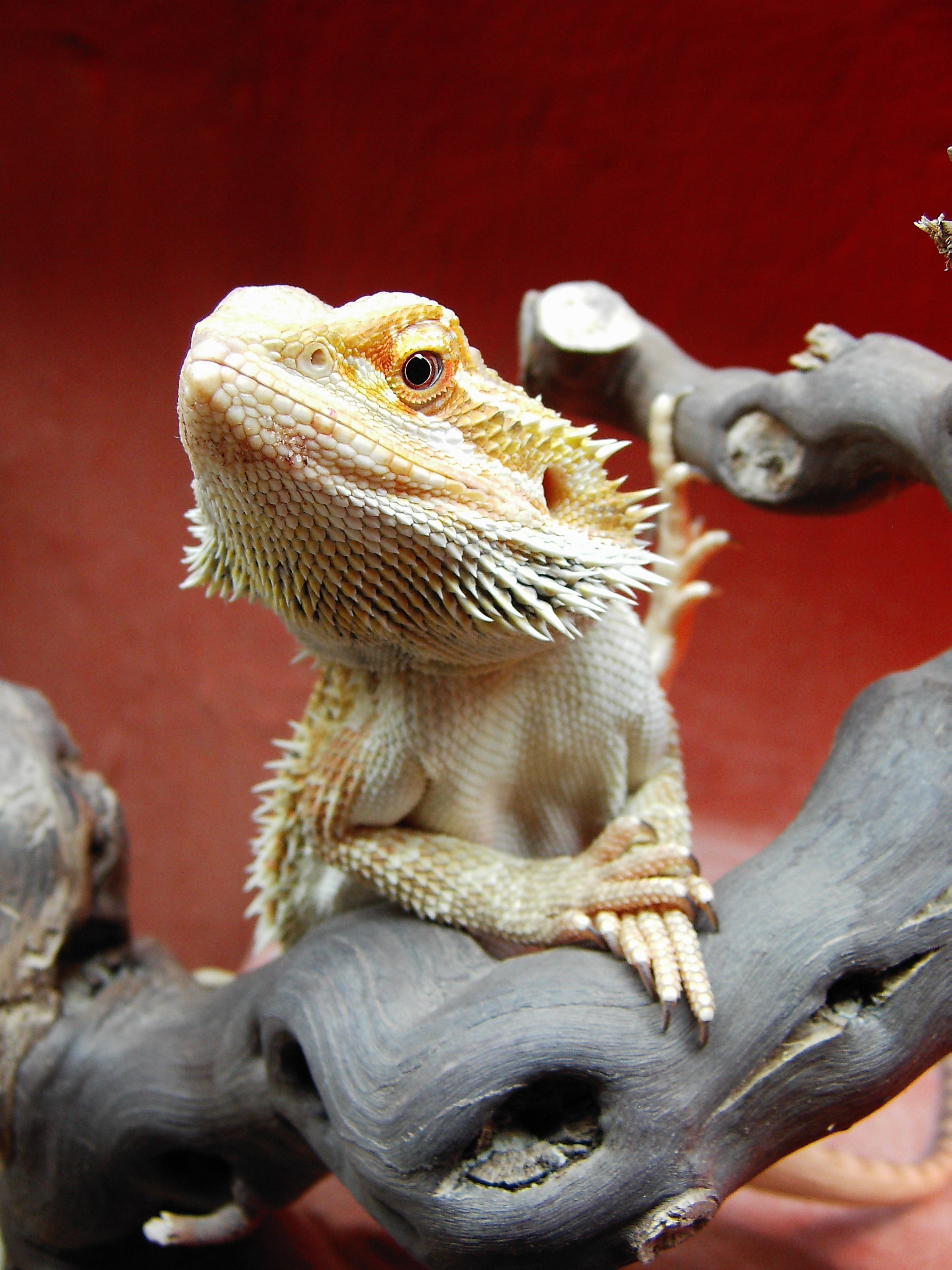 day, dragon, animal wildlife, focus on foreground, pogona vitticeps, red, animal scale, animals in the wild, nature, one animal, outdoors, zoology, no people, Phone HD Wallpaper
