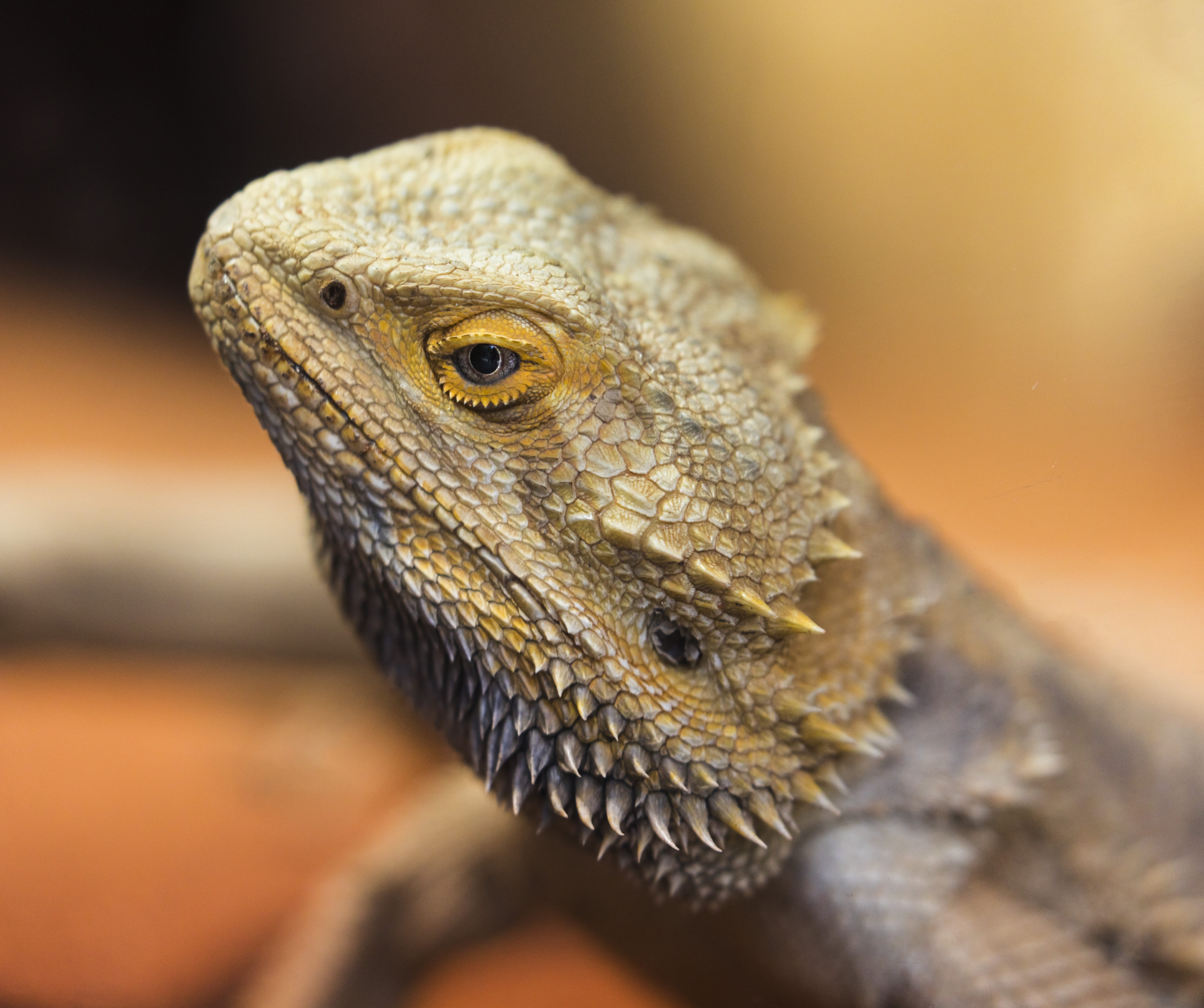 turtle, sea life, focus on foreground, no people, eye, animal wildlife, brown, vertebrate, orange, animal head, dragon, photography, gecko, mammal, scales, HD Wallpaper