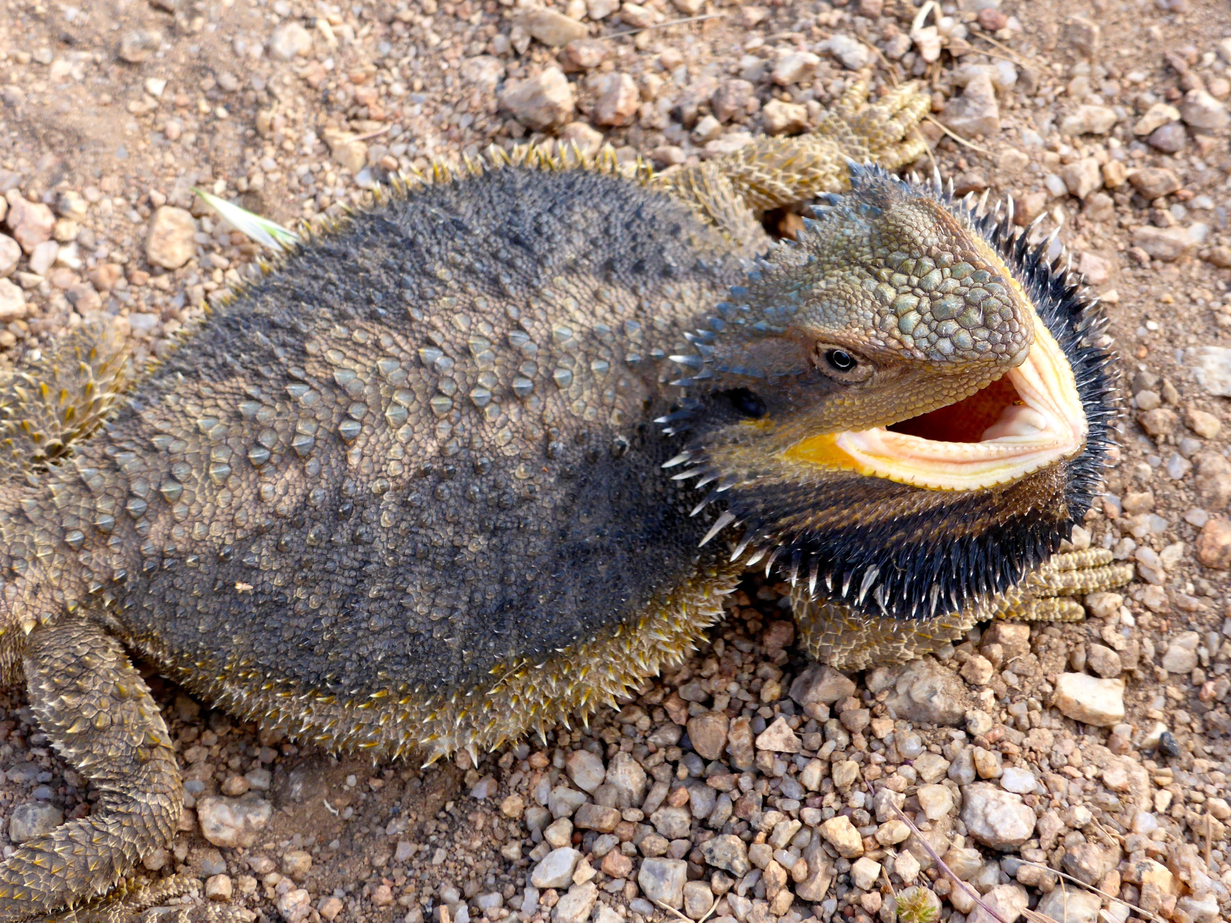 species, beach, rock, vertebrate, australian, solid, animal, animals in the wild, high angle view, bearded dragon, dragon, animal themes, outdoors, nature, HD Wallpaper