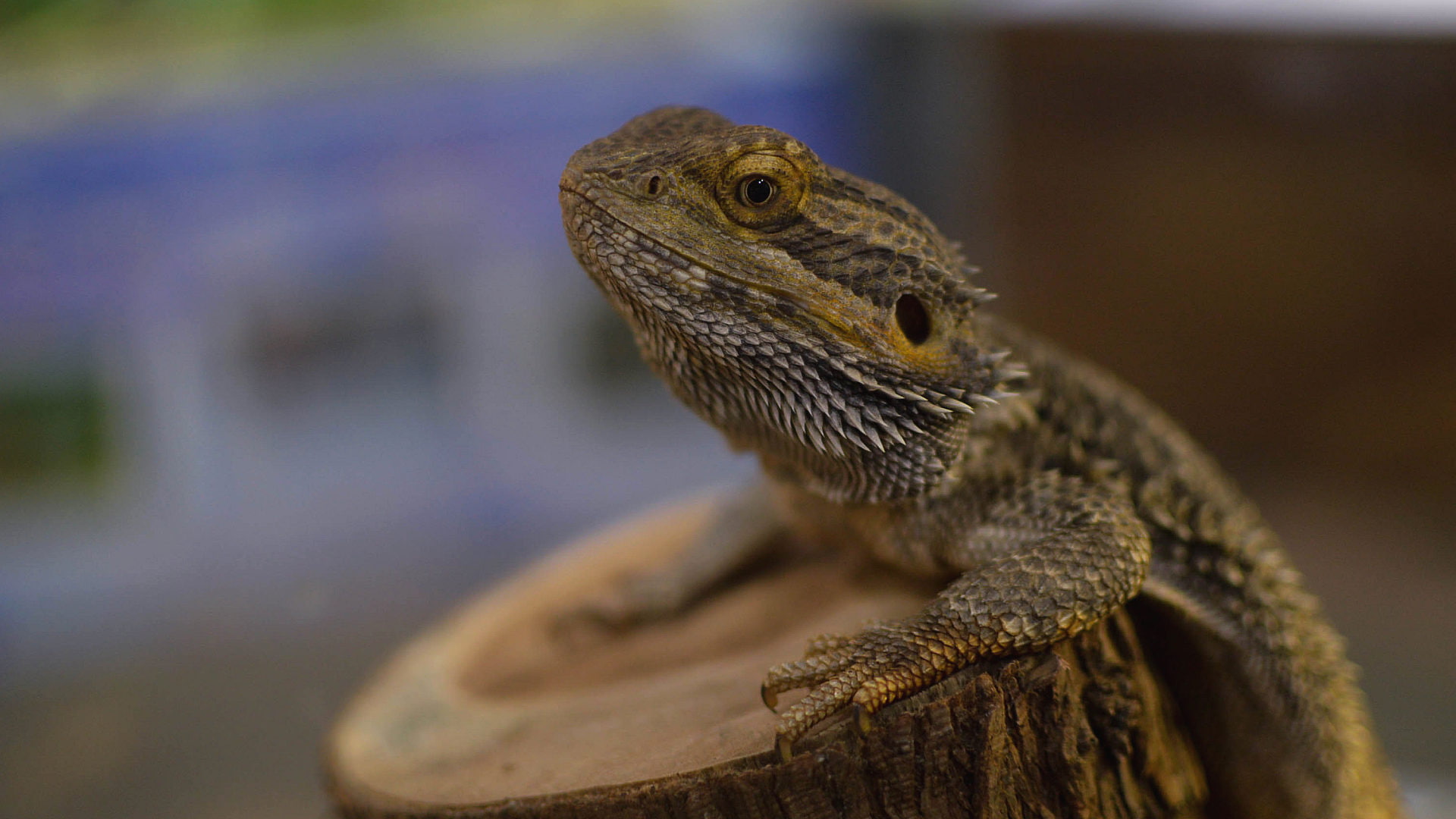 animals, brown, bearded, hd, dragon, 1080P, lizard, HD Wallpaper