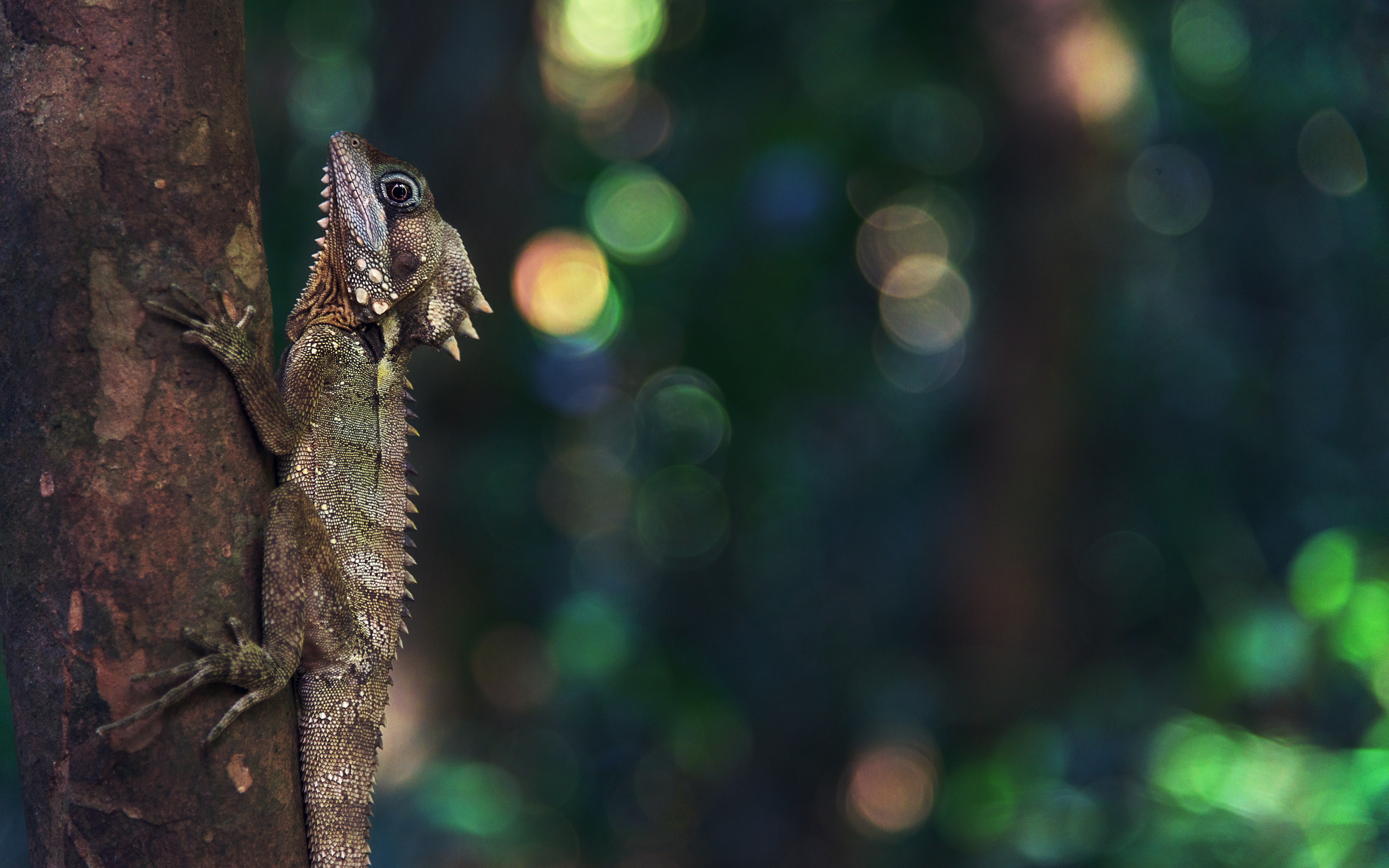 animals in the wild, side view, animal themes, boyd, animals, green, forest, animal scale, one animal, queenslandaustralia, no people, tree, animal, outdoors, HD Wallpaper