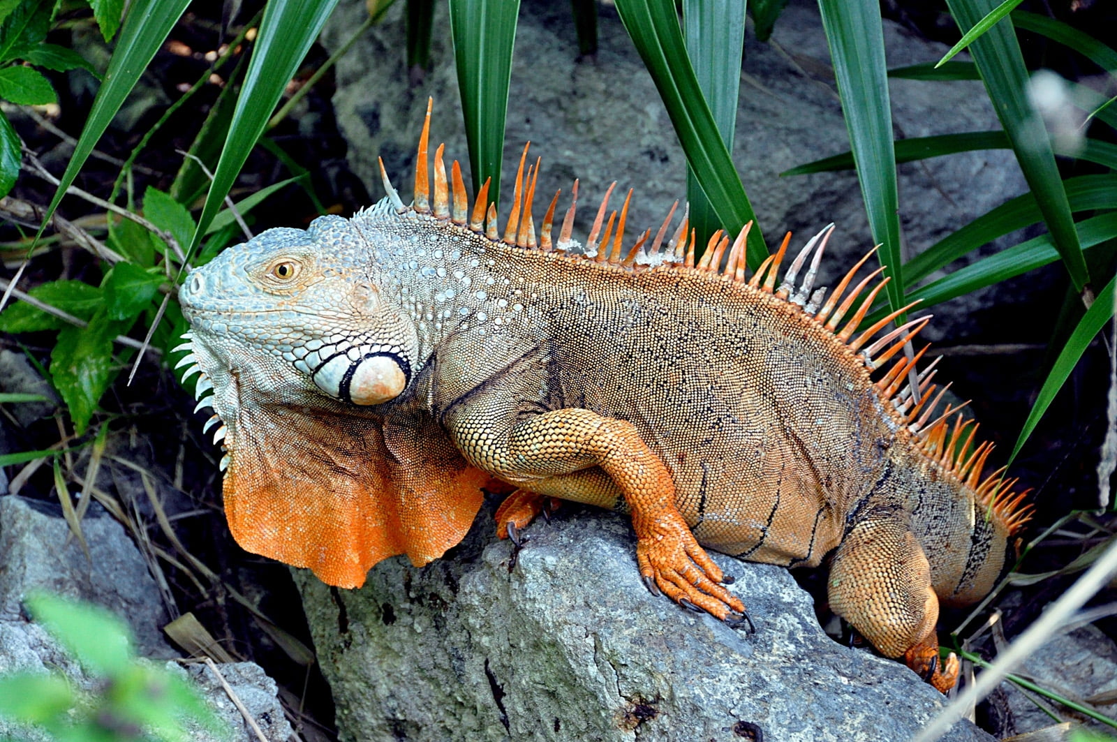 close-up, animals in the wild, outdoors, dragon, iguana, brown, animal, day, 720P, no people, one animal, nature, plant, animal wildlife, solid, looking away, HD Wallpaper
