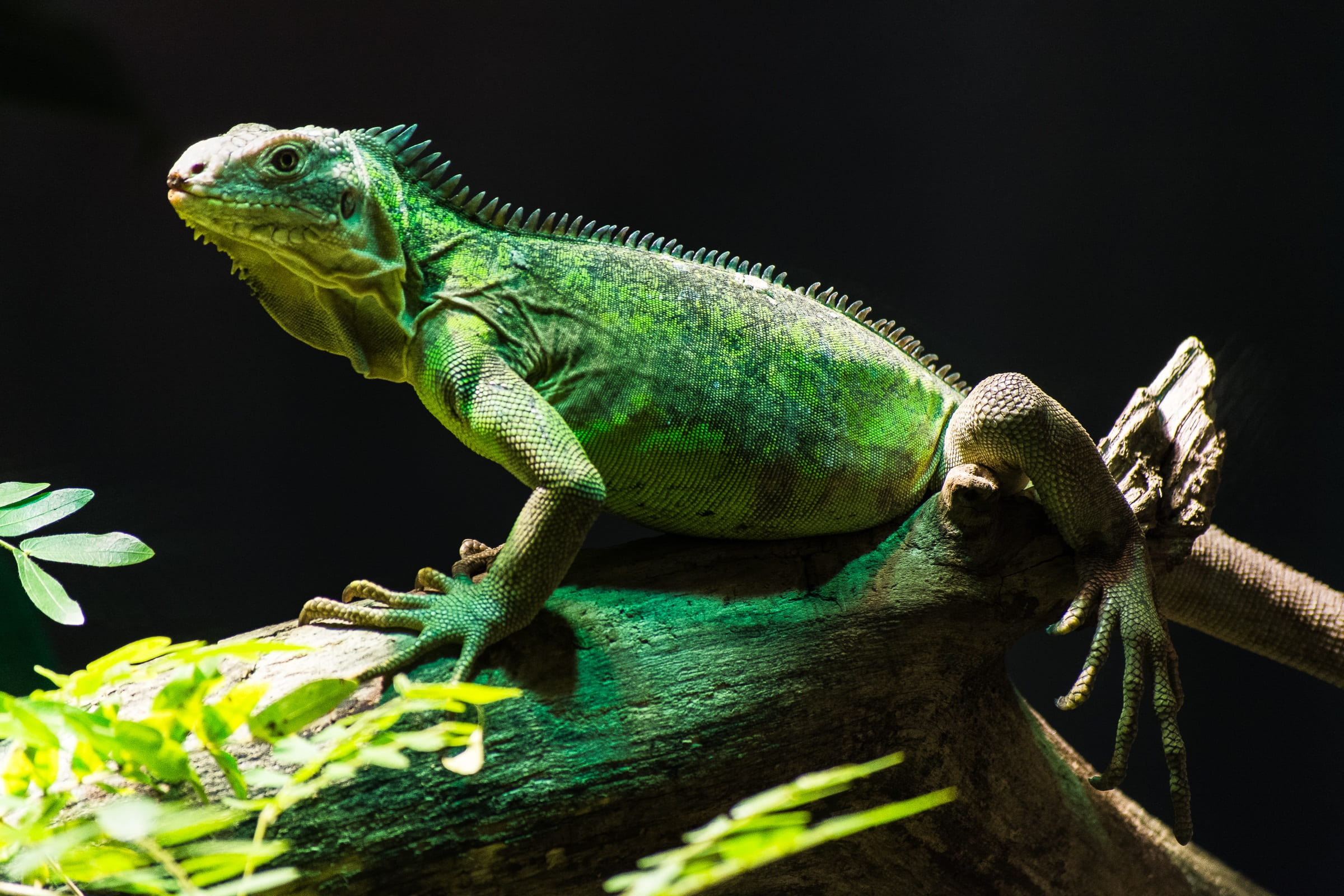 branch, animals in the wild, black background, green, lizard, close-up, no people, plant, dragon, tree, iguana, zoo, nature, animal wildlife, vertebrate, HD Wallpaper