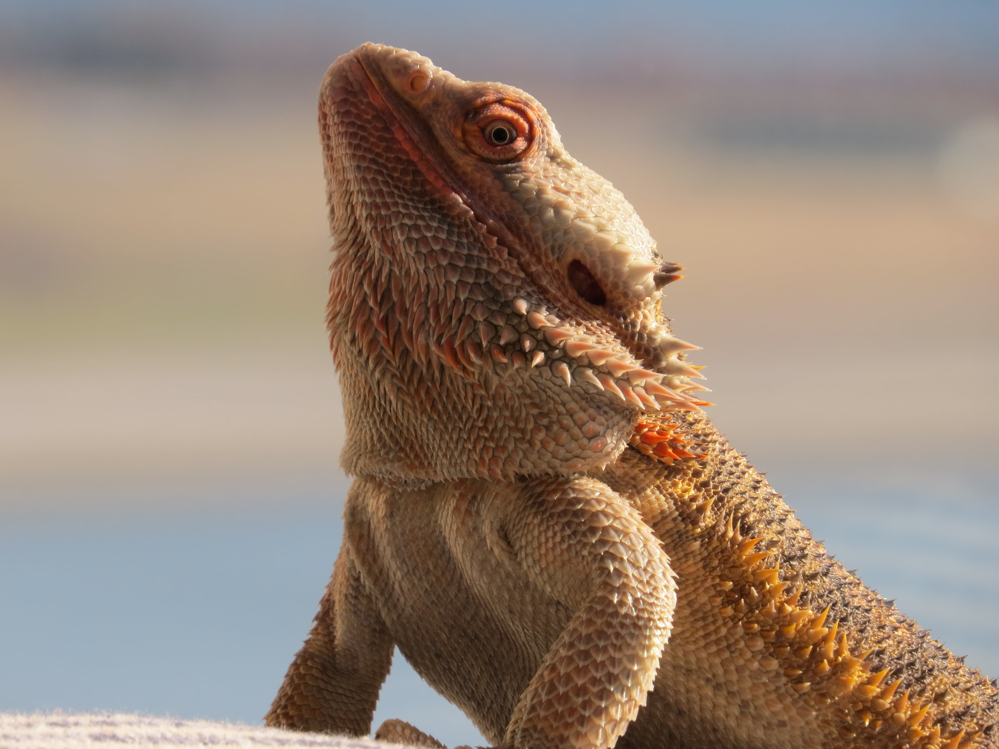 dragon, looking, lizard, wildlife, side view, color Image, profile view, iguana, brown, animal, animal themes, bearded dragon, outdoors, 4K, focus on foreground, HD Wallpaper