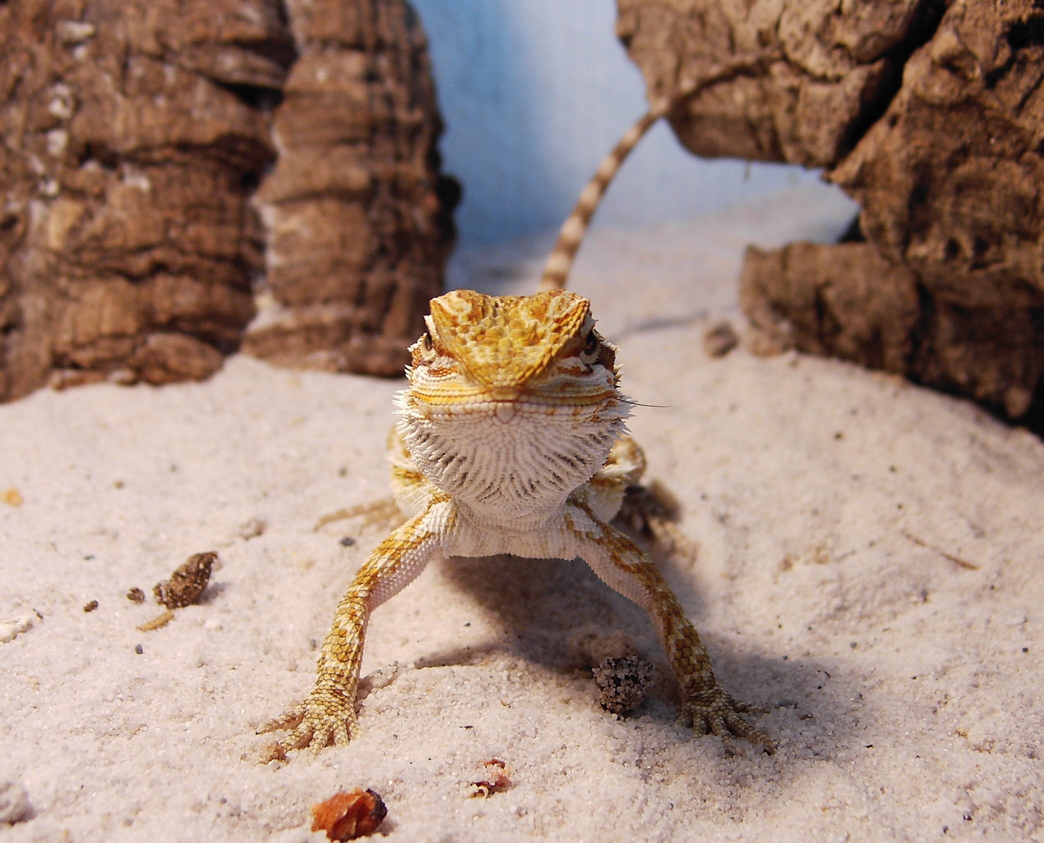 nature, dragon, beauty in nature, solid, bearded, 1080P, animal wildlife, animals in the wild, water, marine, one animal, rock - object, no people, focus on foreground, HD Wallpaper