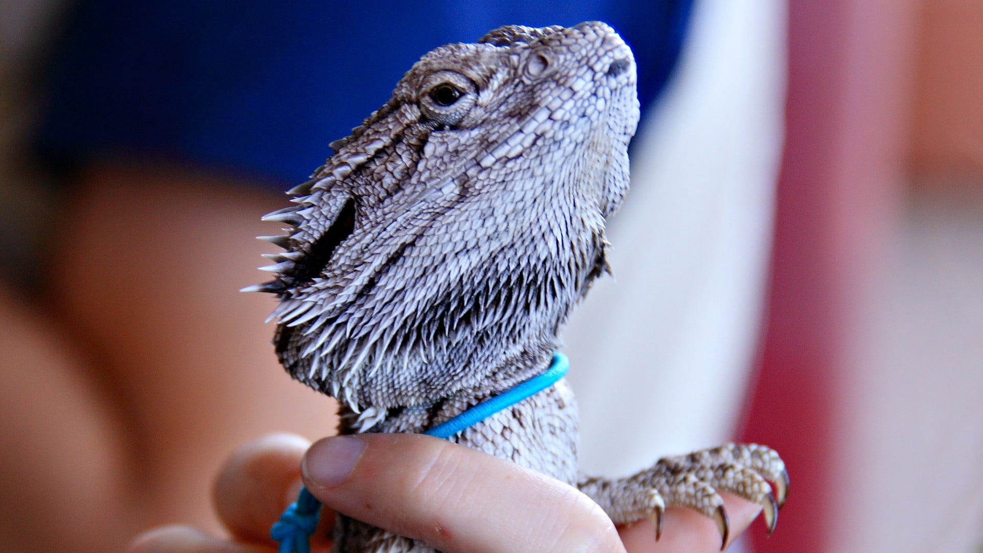 animals In The Wild, pets, finger, animal, bird, reptile, close-up, lizard, beak, vertebrate, color, hand, nature, body part, looking, holding, animal Eye, HD Wallpaper