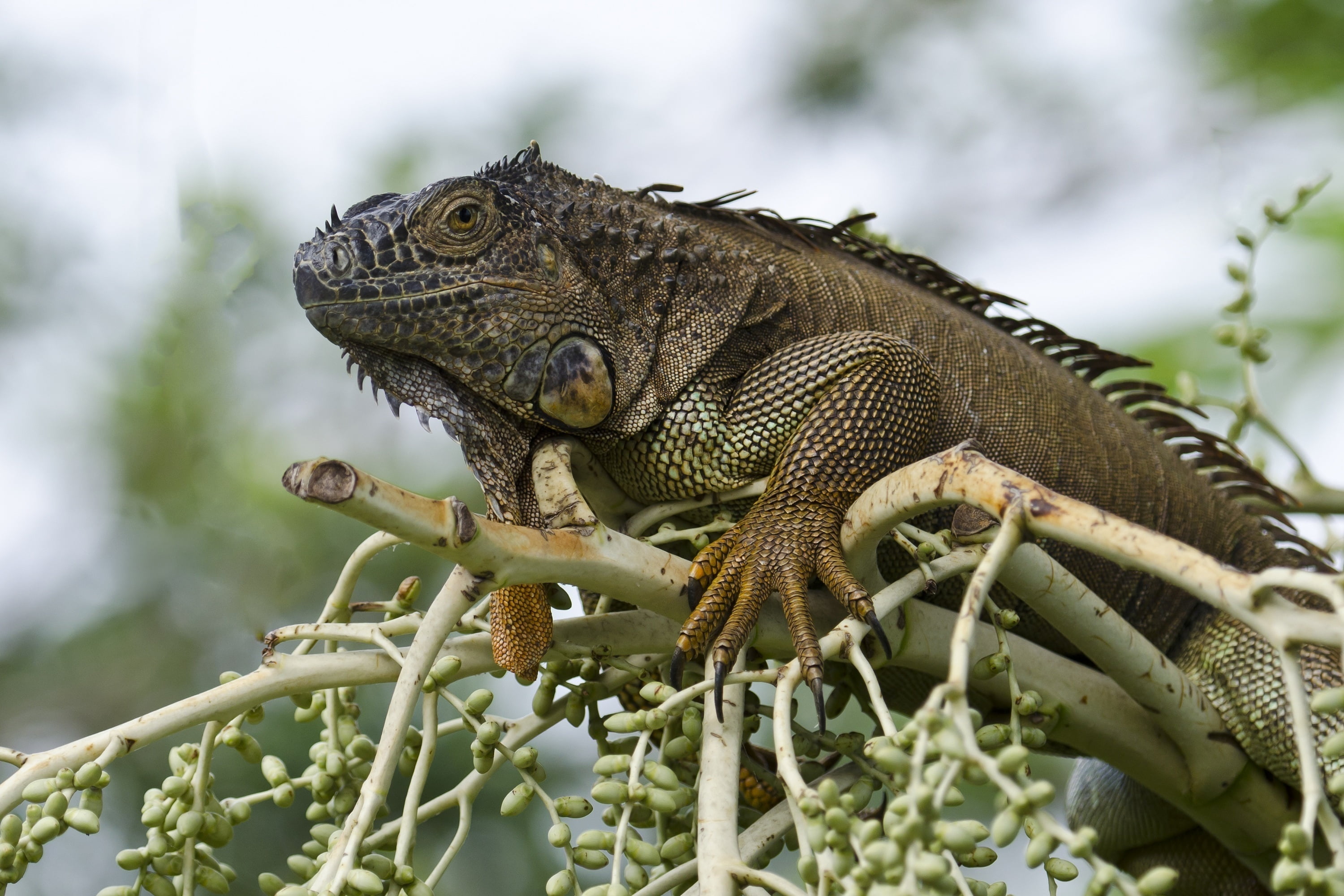 plant, animals And Pets, no People, spiked, 2K, iguana, animal themes, tropical Climate, animals In The Wild, dragon, green Color, bearded, animal wildlife, HD Wallpaper