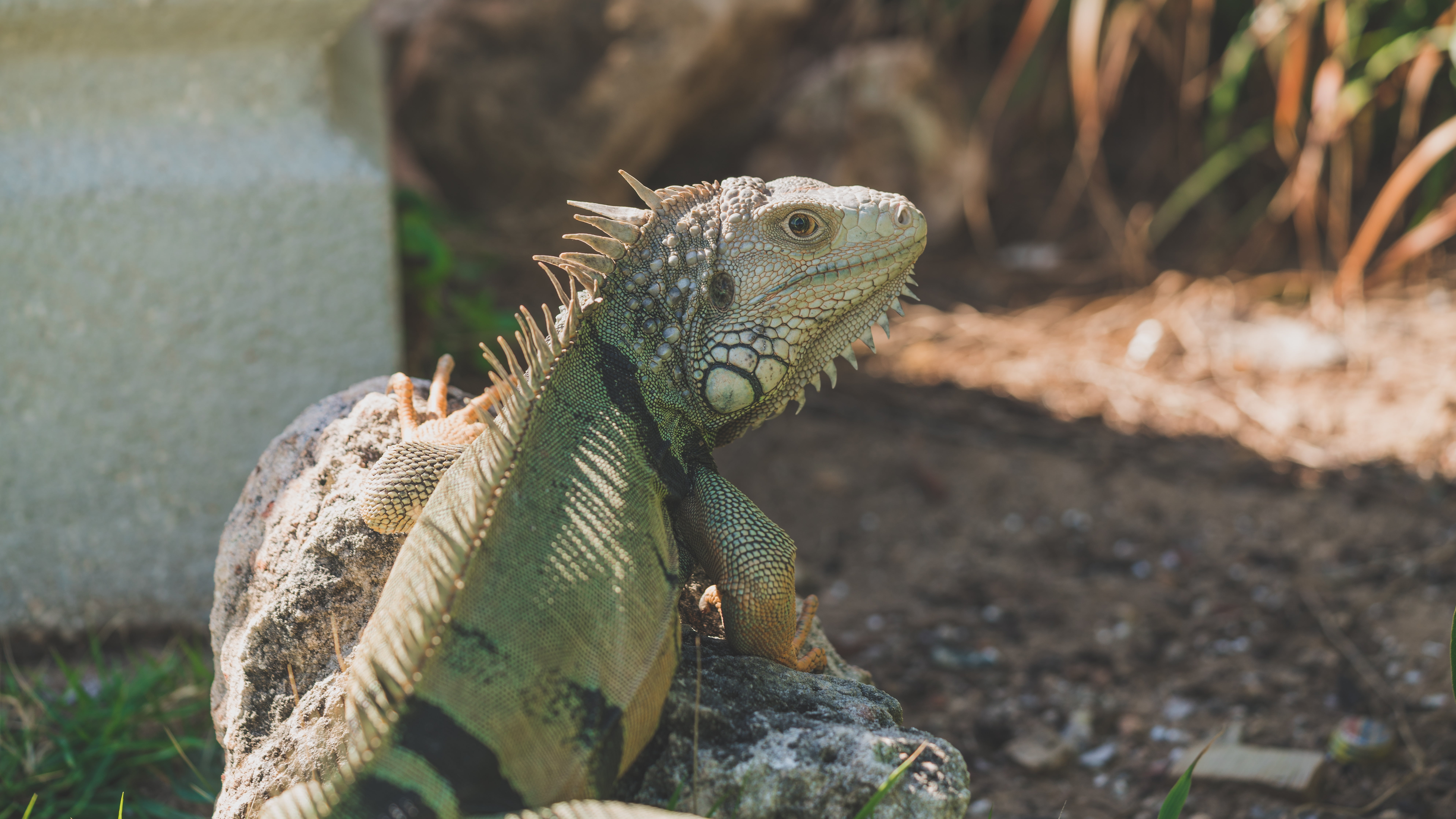 spiked, no people, one animal, bearded dragon, iguana, outdoors, rock, bearded, reptile, rock - object, green Color, looking, vertebrate, animals In The Wild, HD Wallpaper