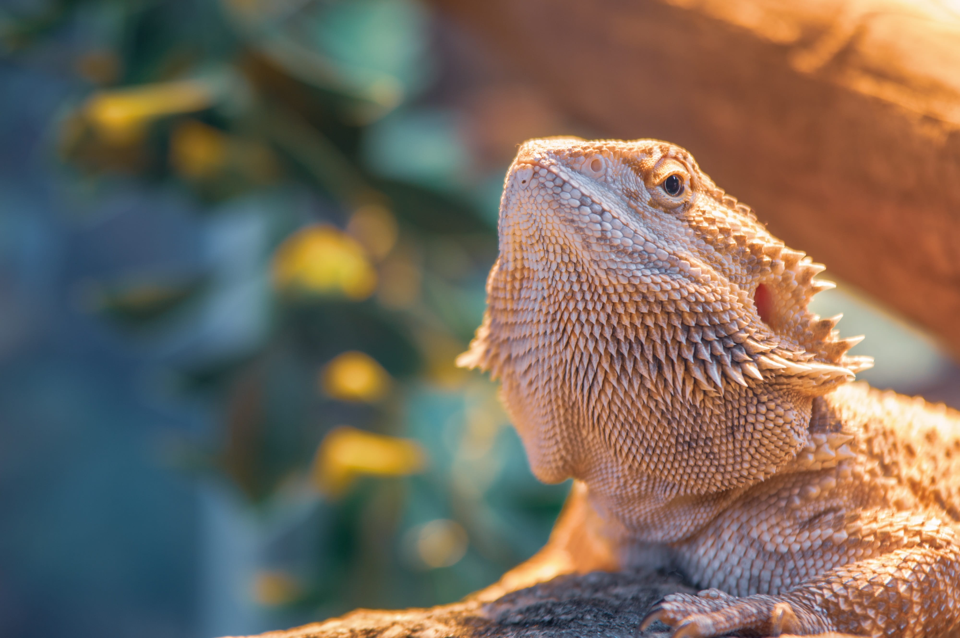 4K, pet, focus on foreground, day, outdoors, animal, wildlife, one animal, solid, reptile, reptilian, nature, lizard, close-up, iguana, animal body part, HD Wallpaper