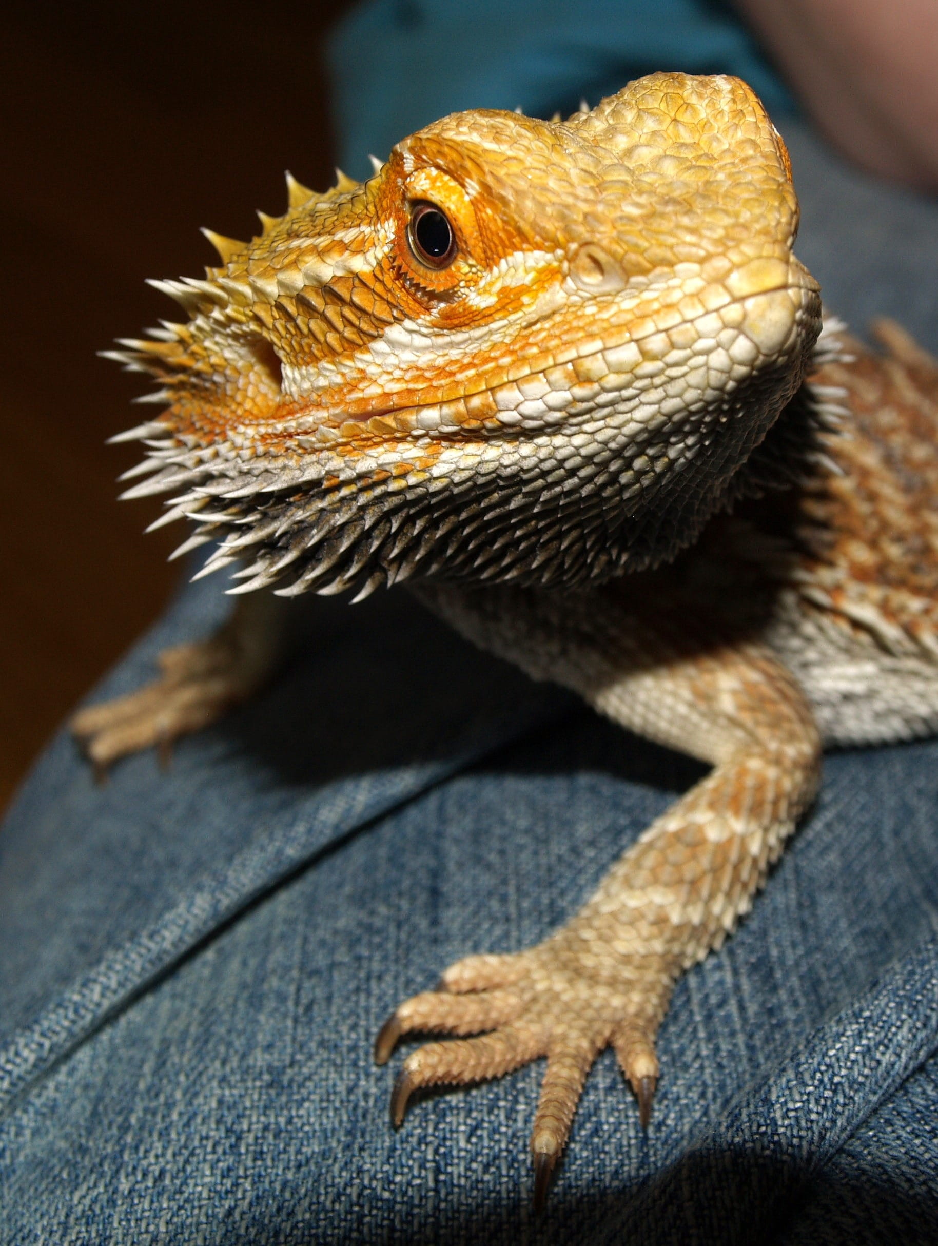 Australia, animal themes, animals in the wild, pogona vitticeps, day, looking, close-up, one animal, focus on foreground, animal, Lizard, animal scale, Phone HD Wallpaper