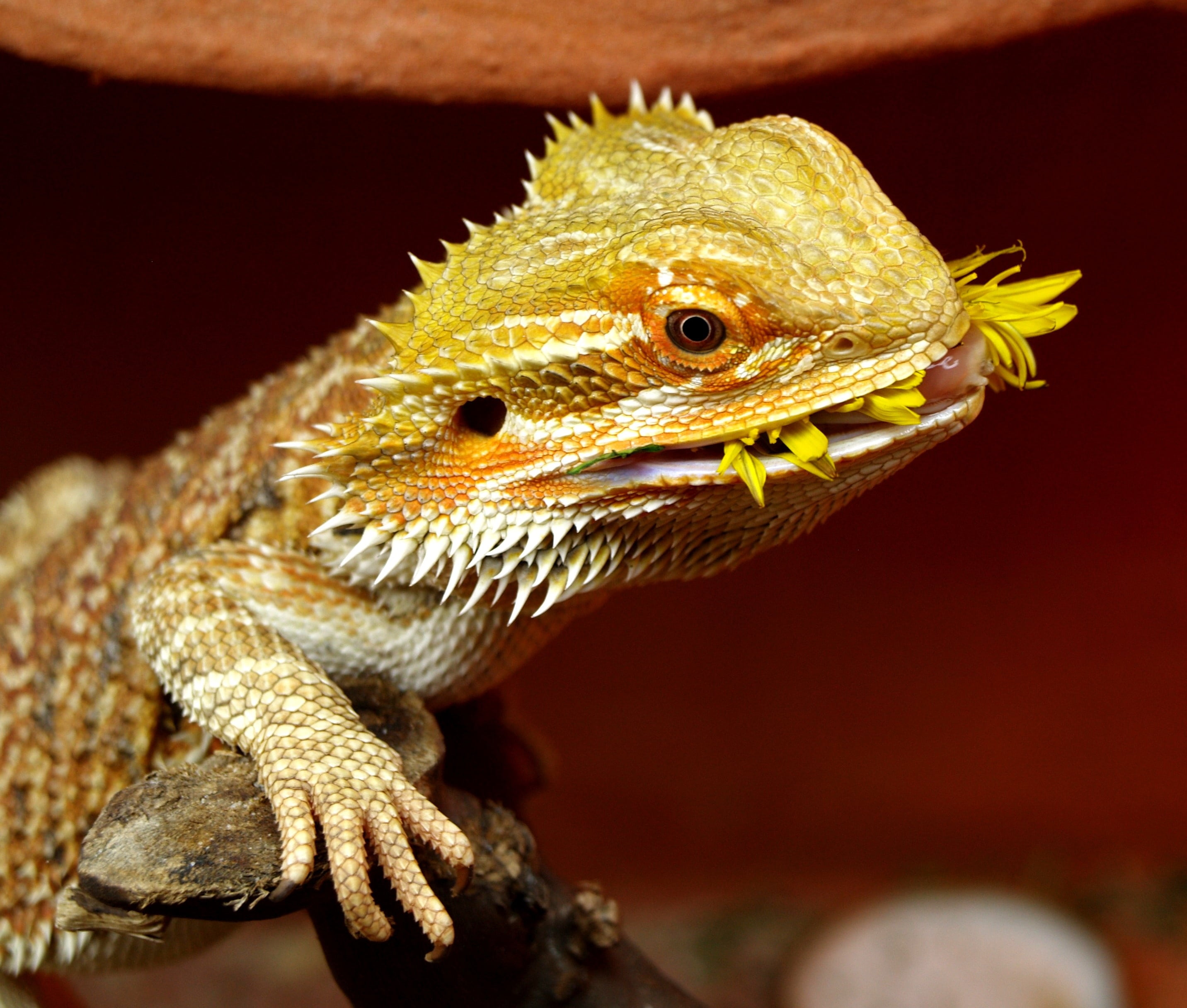 day, animal themes, reptile, one animal, australia, bearded dragon, iguana, outdoors, animal wildlife, close-up, animal head, animals in the wild, focus on foreground, HD Wallpaper