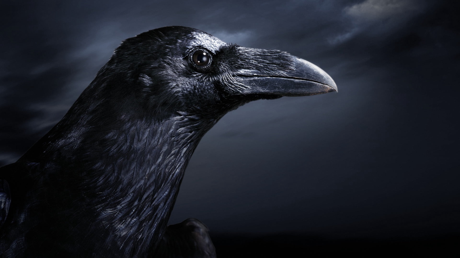 dark, 1080P, animal Eye, animals In The Wild, carnivore, american, nature, looking, crow, looking away, bird of Prey, animal Head, animal wildlife, focus on foreground, HD Wallpaper