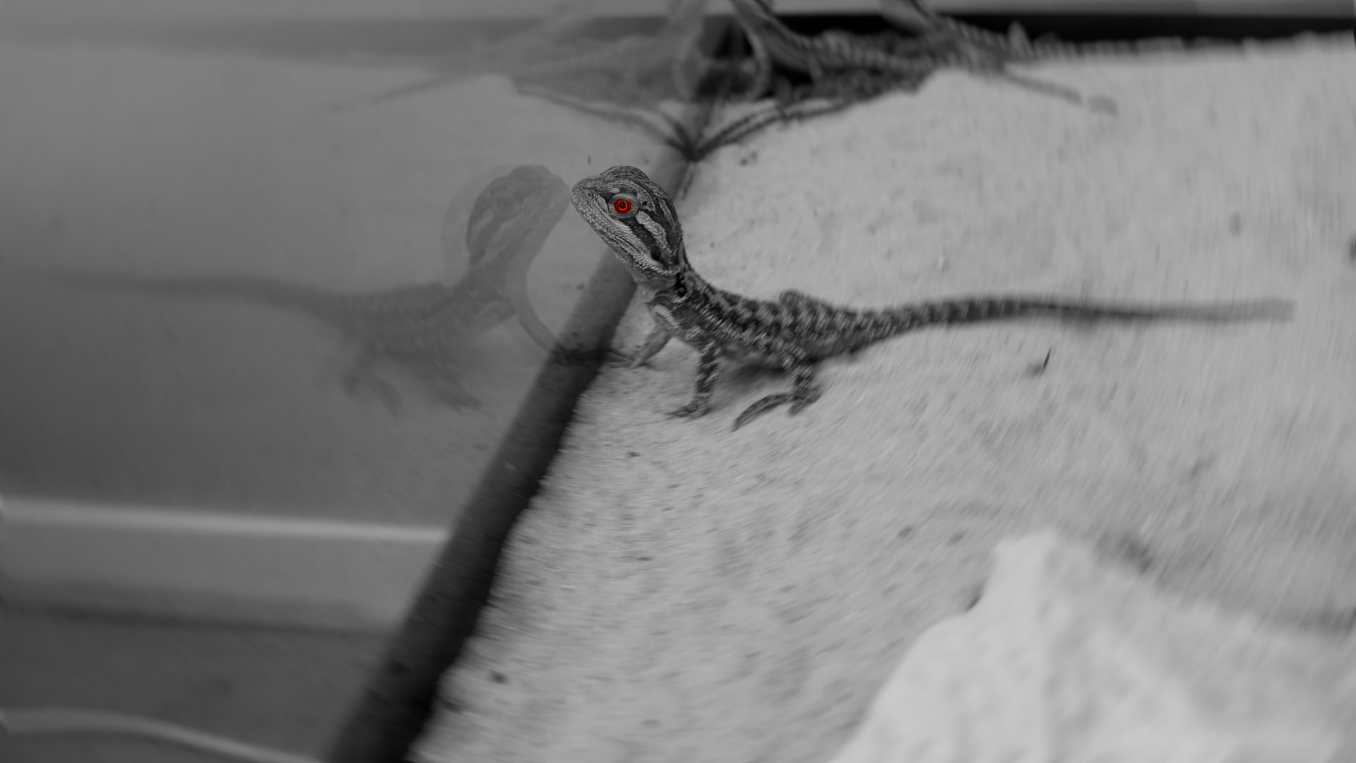 focus on foreground, one animal, reptile, vertebrate, land, outdoors, Bearded Dragon, nature, motion, bird, animals in the wild, close-up, lizard, lizards, HD Wallpaper