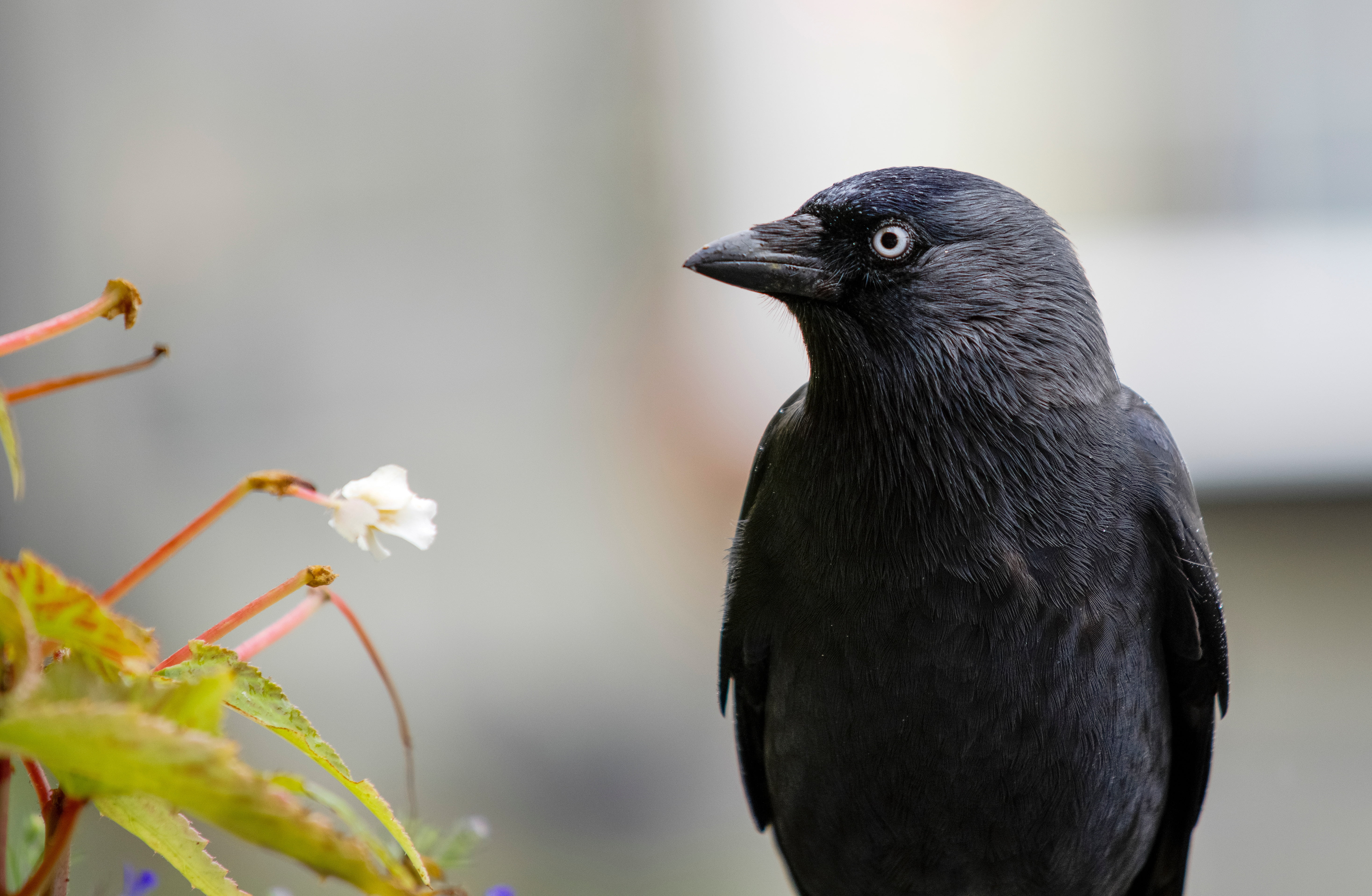 vertebrate, animal wildlife, perching, black, close-up, selective focus, raven, branch, animals In The Wild, bird Watching, day, focus on foreground, animal head, HD Wallpaper