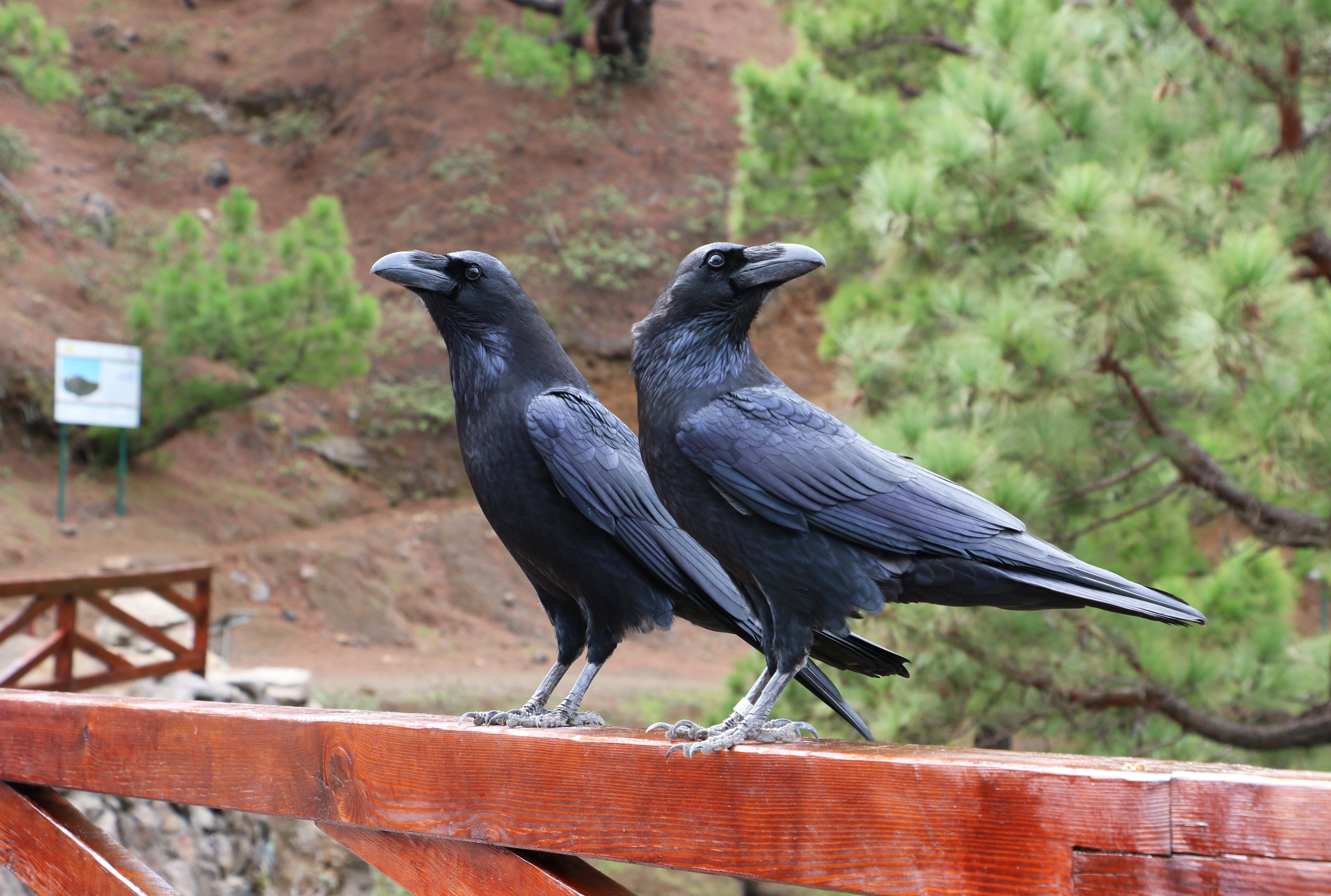railing, photography, animal, raven - bird, animals in the wild, birds, black, portugal, crows, vertebrate, focus on foreground, wooden, outdoors, full length, HD Wallpaper
