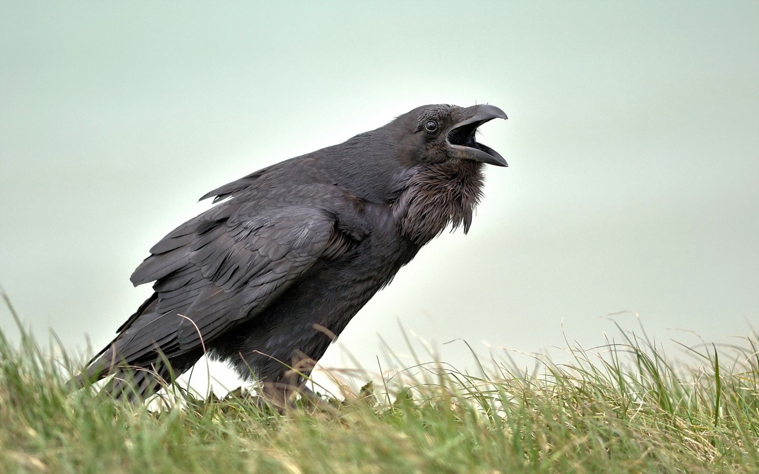 birds, animals, 2K, raven, HD Wallpaper
