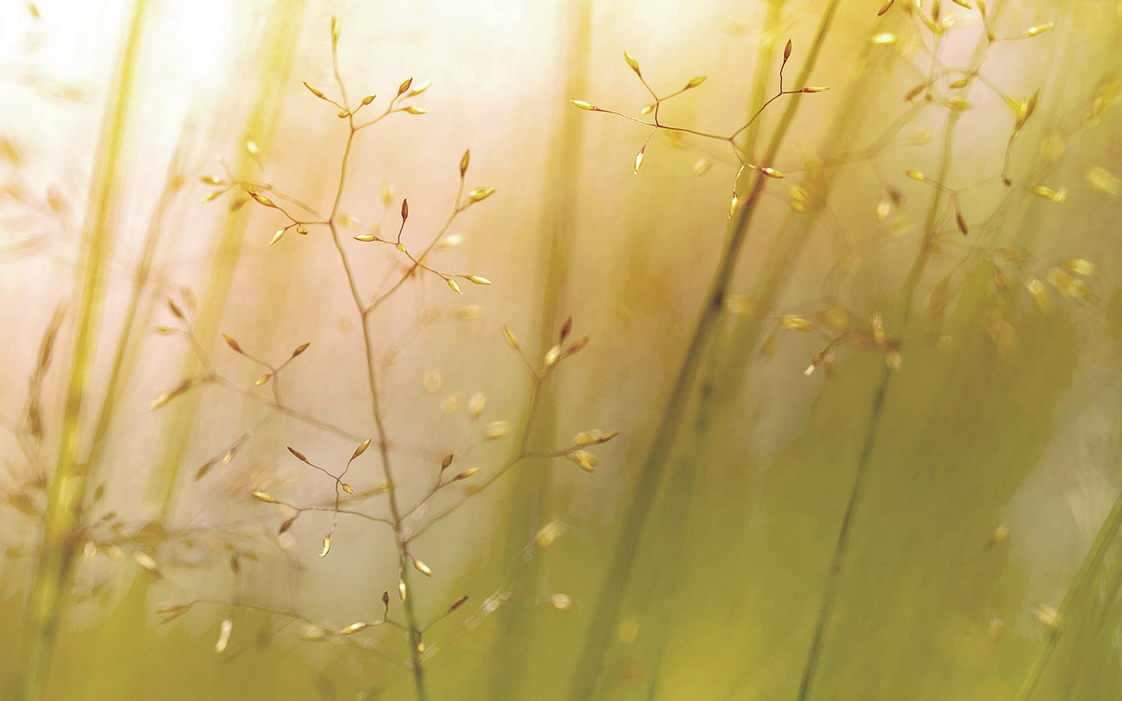 sunlight, abstract backgrounds, backgrounds, plant, outdoors, 4K, green color, close-up, beauty in nature, nature, lg, vulnerability, freshness, flower, HD Wallpaper