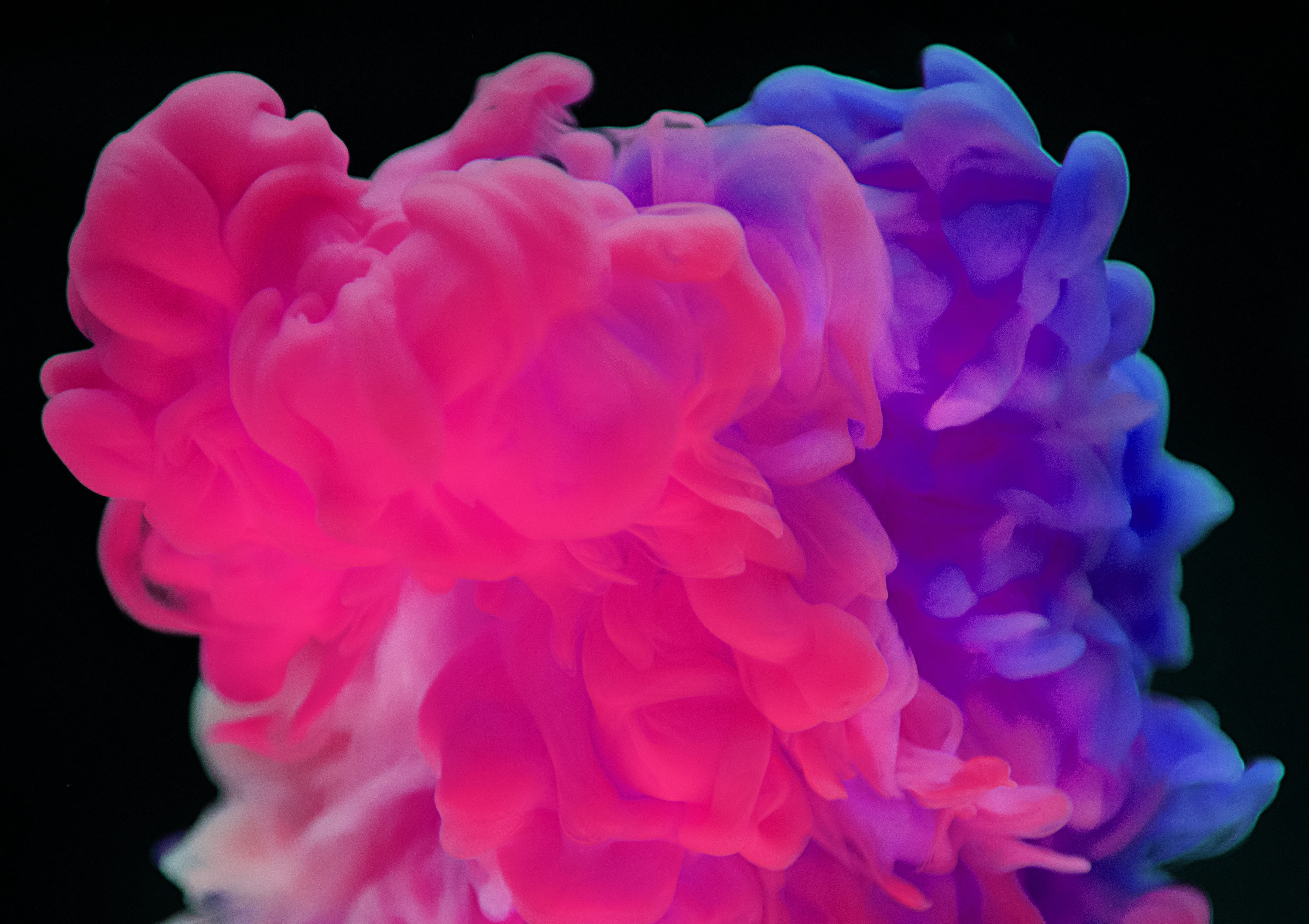 dissolve, fog, science, artistic, funky, arty, 4K, softness, explosion, shape, pink, purple, vulnerability, collection, drop, peony, water, flowering plant, HD Wallpaper