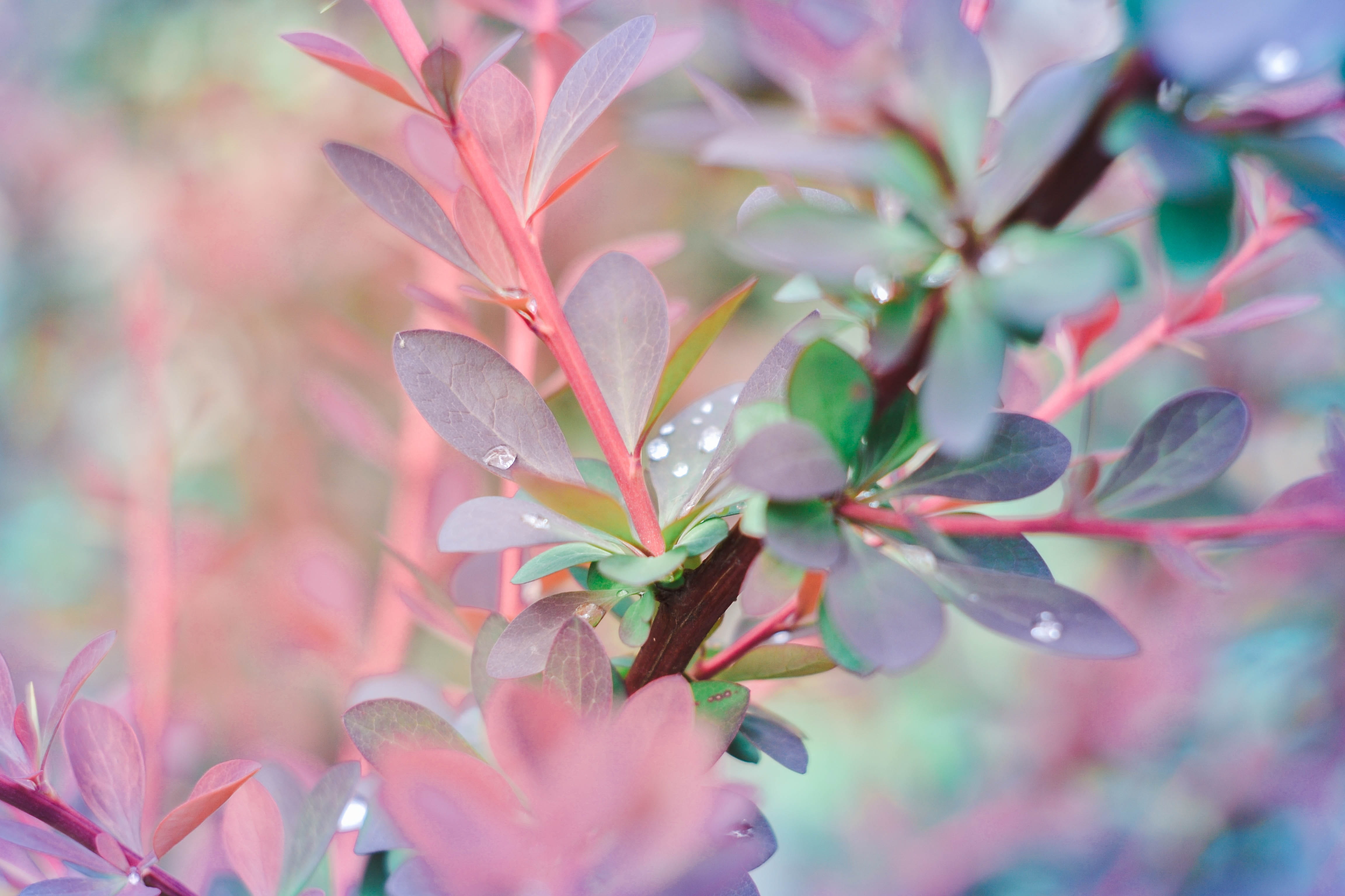 beauty in nature, focus on foreground, flowers, vulnerability, fragility, flowering plant, 4K, bokeh, nature, grass, drops, petal, botany, the buds, pollen, HD Wallpaper