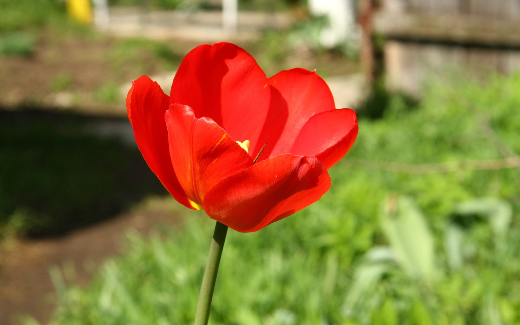 vulnerability, green, focus on foreground, flowerbed, field, beauty in nature, poppy, inflorescence, valentines day - holiday, day, petal, flower head, HD Wallpaper