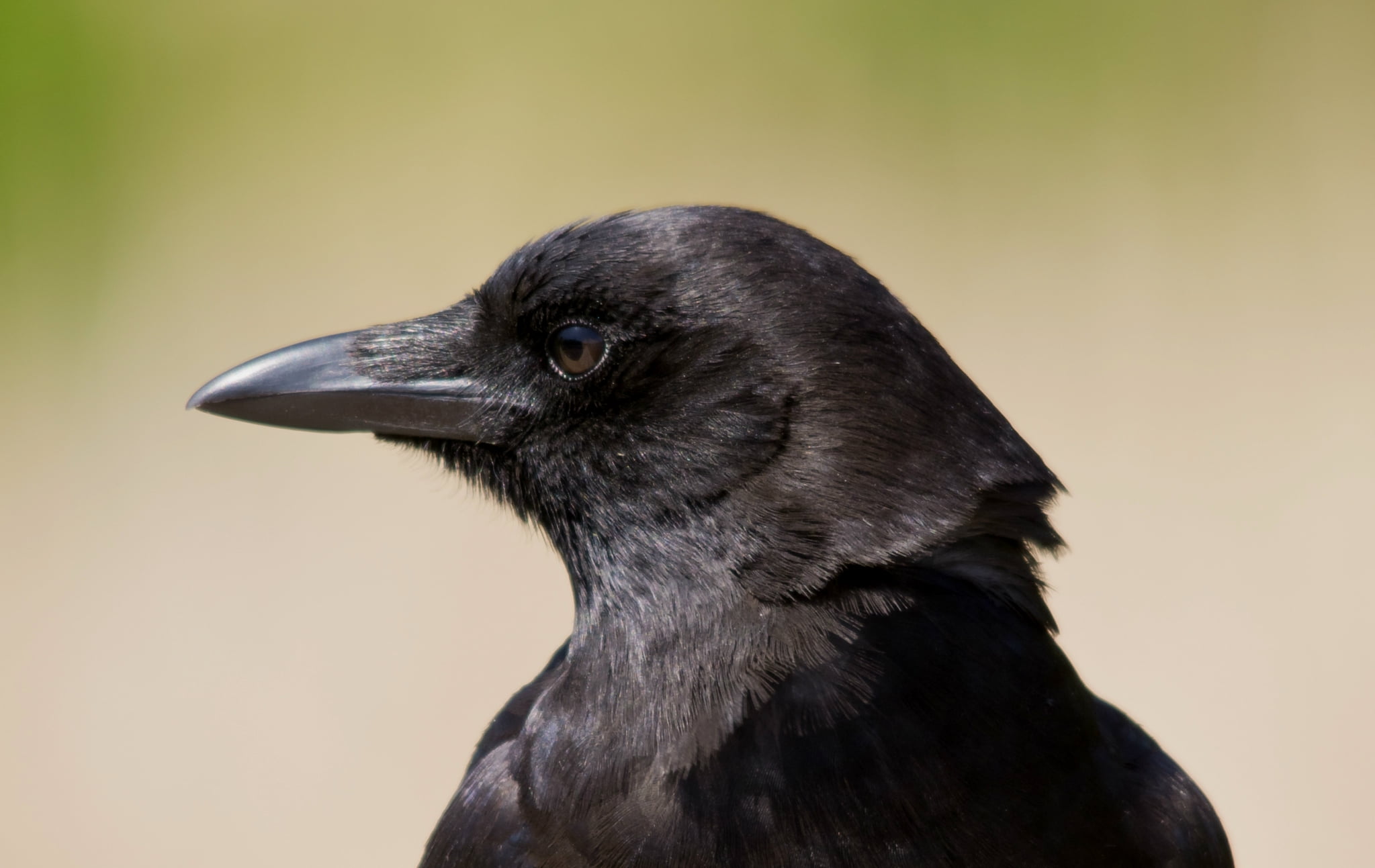 raven - Bird, wildlife, outdoors, black, feather, 1080P, close-up, view, looking, day, profile view, nature, blackbird, profile, studio shot, beak, no people, HD Wallpaper