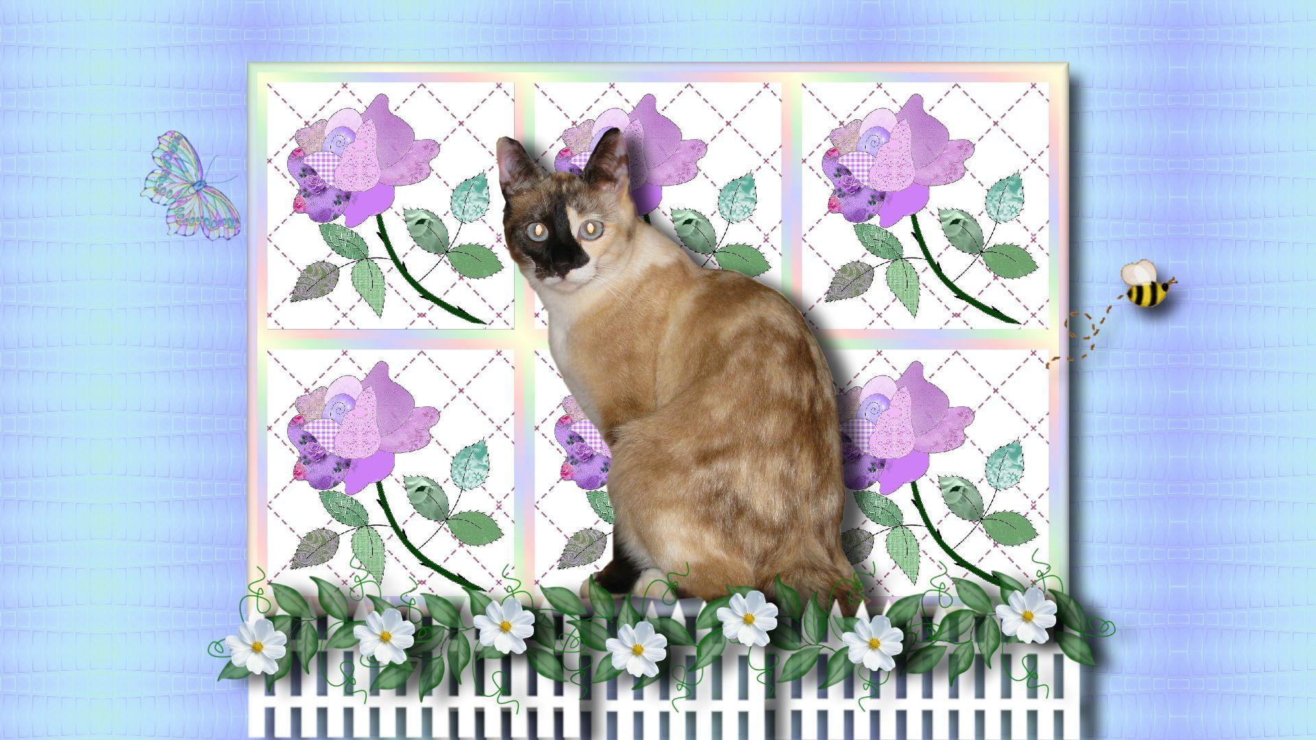 animals, black, garden, fence, cat, brown, nuggets, short, 1080P, flowers, quilt, fur, HD Wallpaper