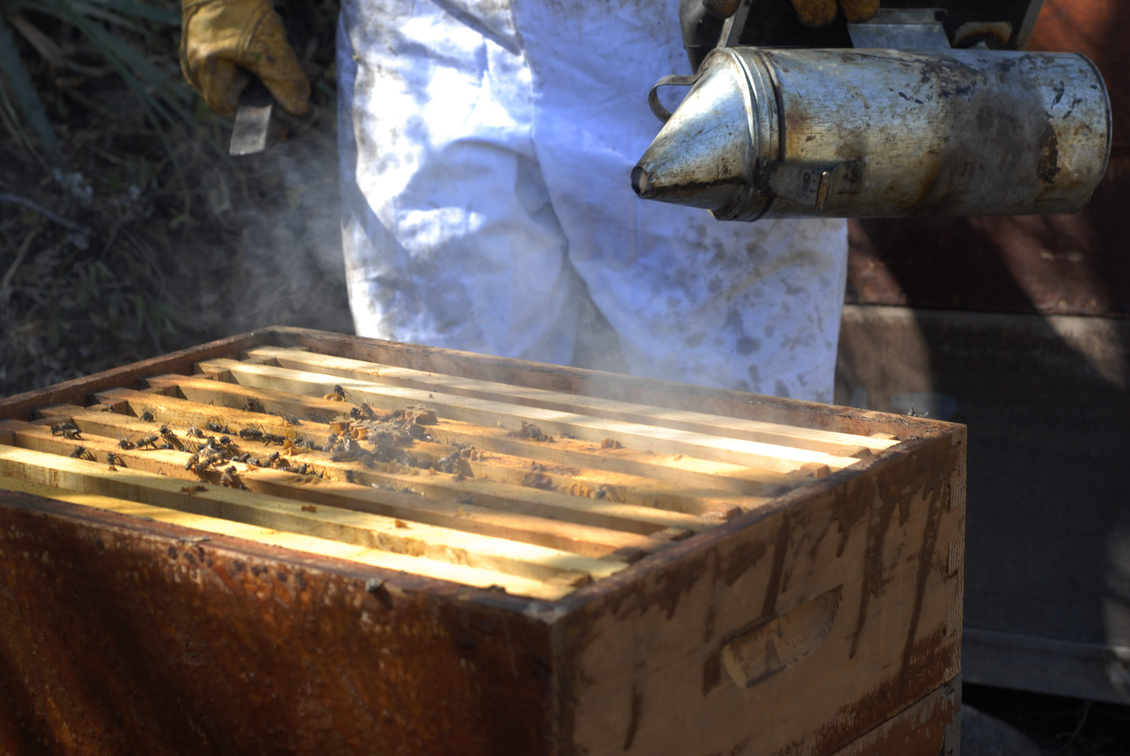 close-up, day, bees, bee, honey, wood - material, sunlight, no people, glowing, box, focus on foreground, indoors, 4K, preparation, metal industry, beekeeping, HD Wallpaper