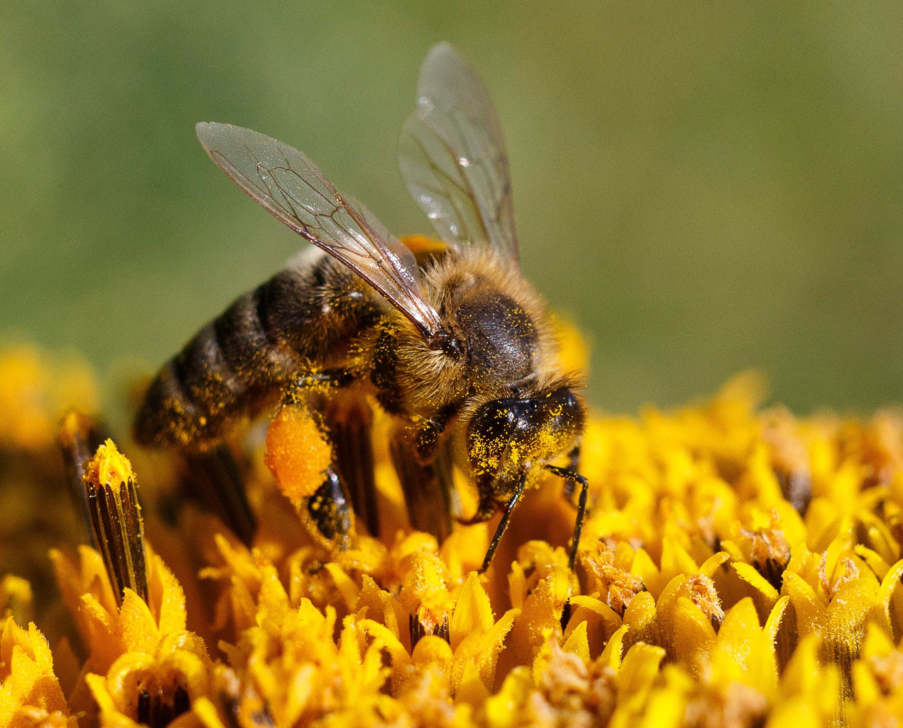 flower head, beauty, summer, honey, macro, living nature, outdoors, animals in the wild, apiary, selective, petal, collects nectar, macro photography, animal wildlife, HD Wallpaper