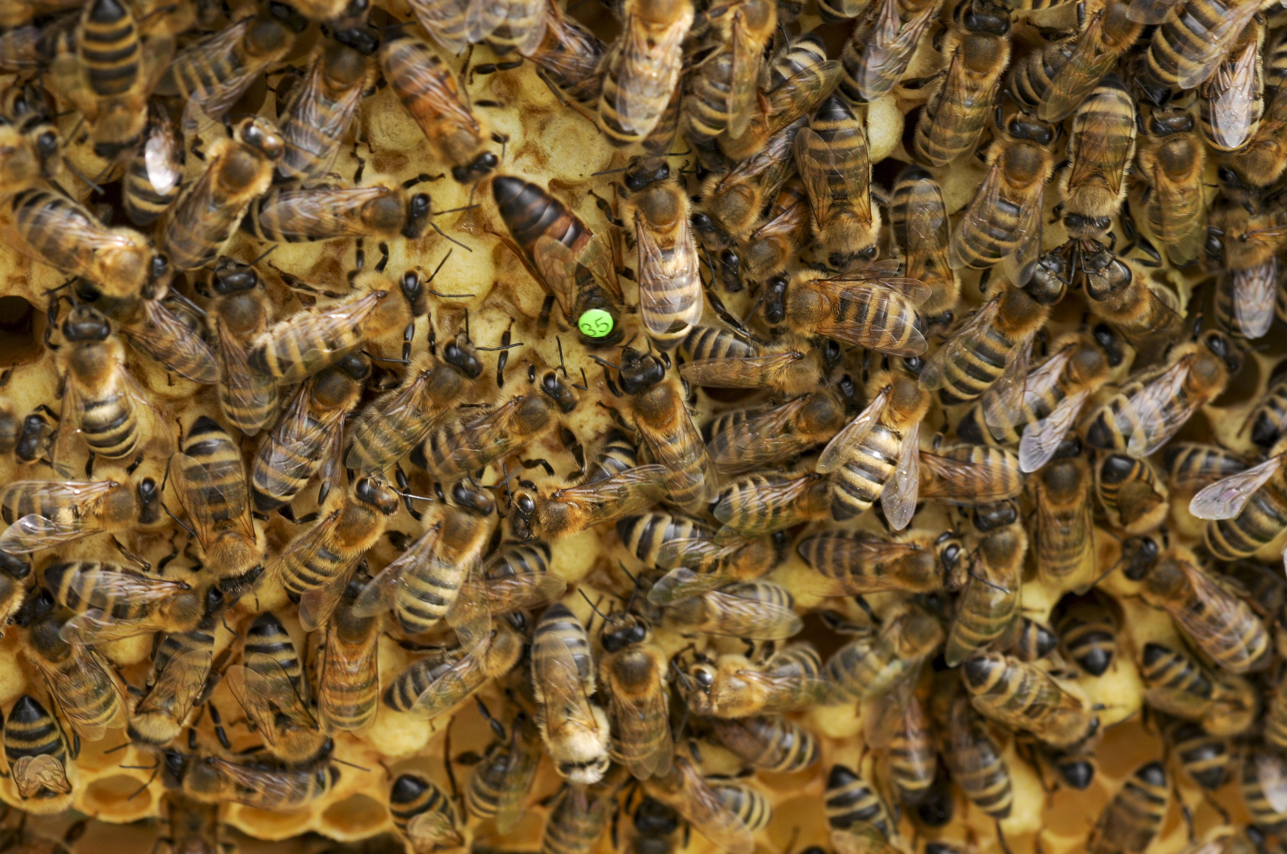 bees, carnica, honeybees, swarm, animal wildlife, combs, animals in the wild, daytime, no people, nature, hard working, honey bees, arthropod, day, animal, HD Wallpaper
