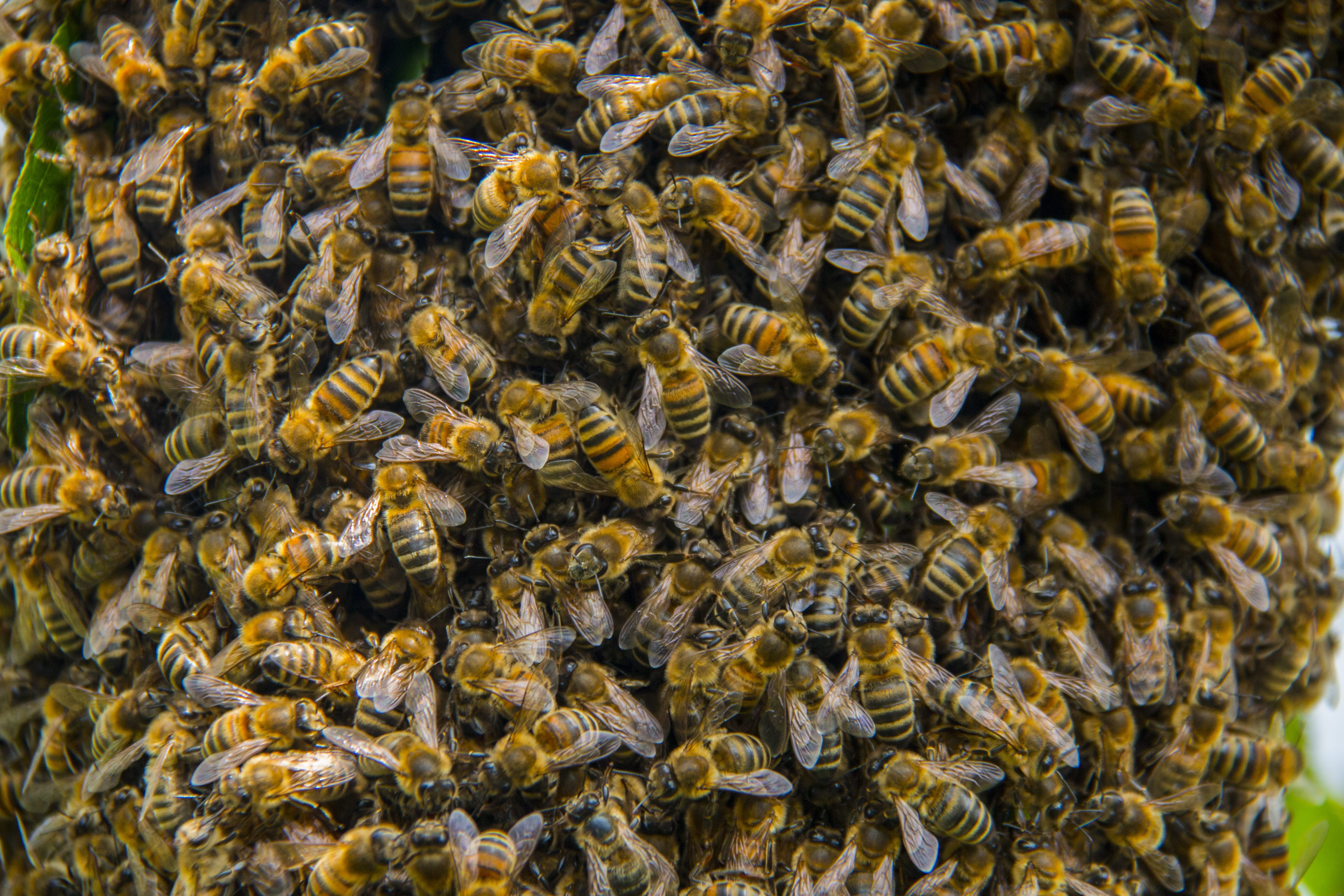 marine, insect, close-up, sea, animal wildlife, no people, school of fish, high angle view, full frame, Hive, backgrounds, abundance, day, bee, animals in the wild, HD Wallpaper